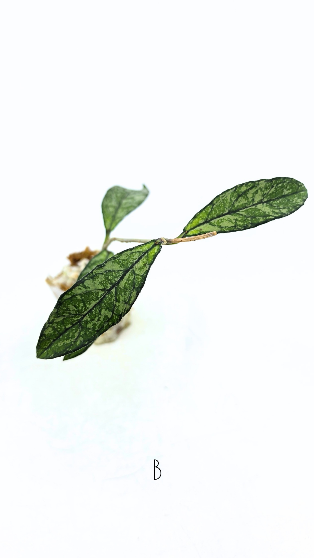 Rare Hoya Crassipetiolata Splash available for sale at rare plant shop The Leaf Gallery in Perth, Western Australia