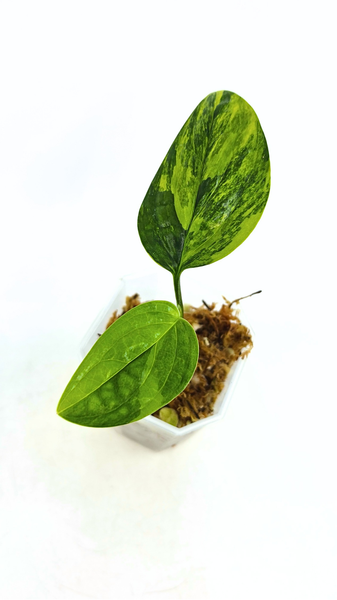 Rare indoor plant Monstera Peru Karstenianum Varigated at rare plant shop The Leaf Gallery in Perth, Western Australia