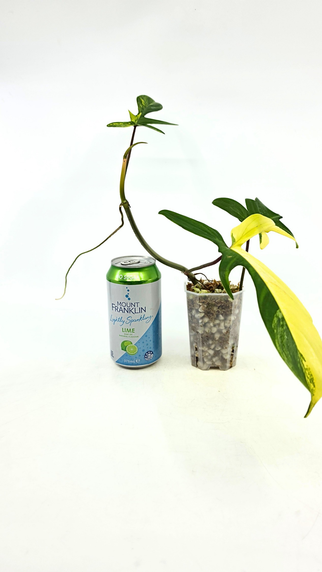 Rare indoor plant Philodendron Florida Beauty Varigated available at rare plant shop The Leaf Gallery in Perth, Western Australia