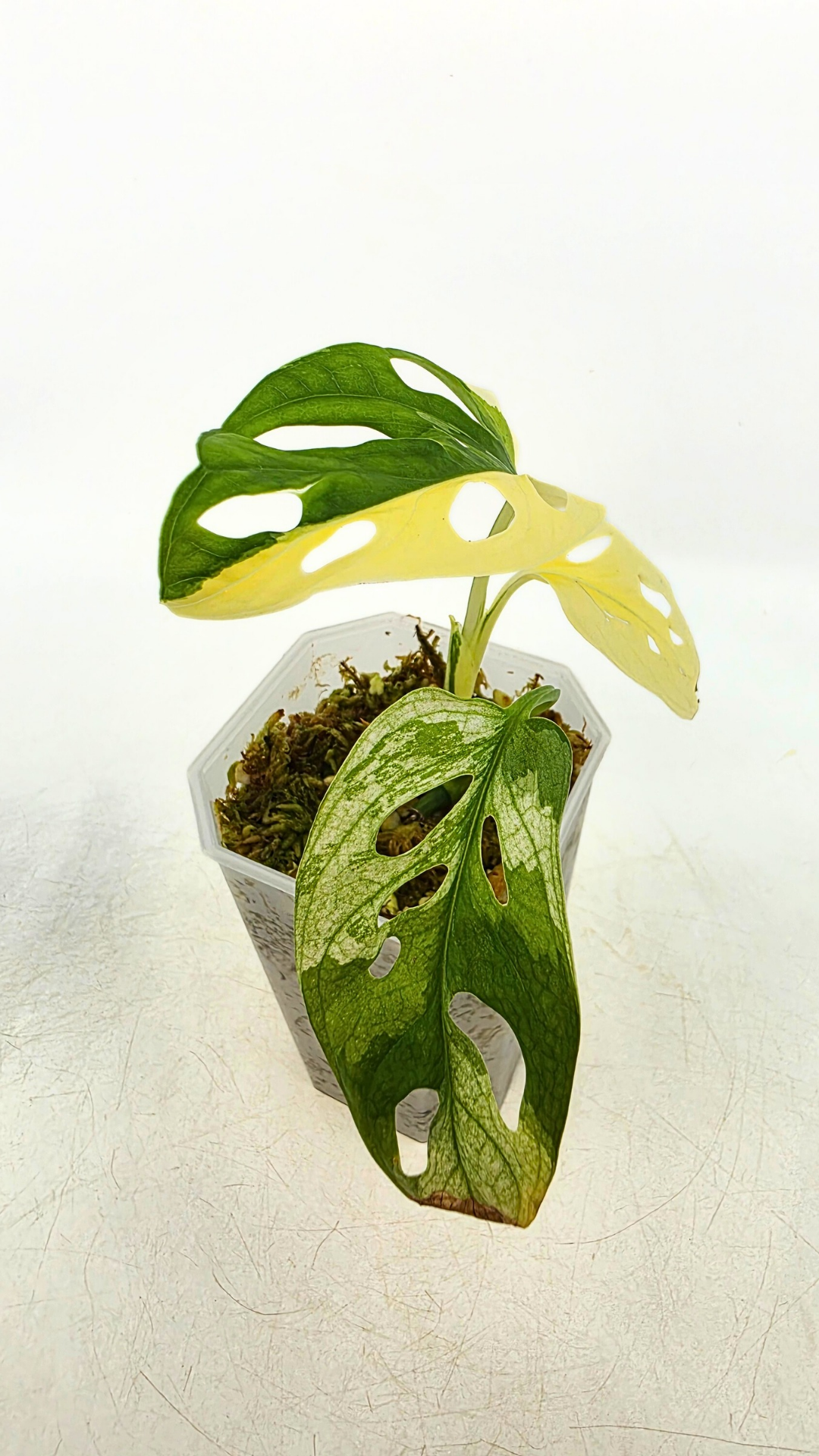 Rare indoor plant Monstera Adansonii Albo Varigated available for sale at rare houseplant shop The Leaf Gallery in Perth, Western Australia