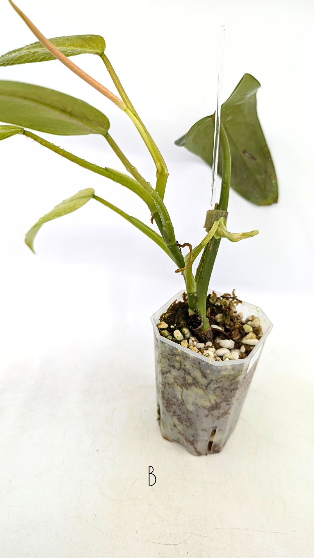 Rare indoor plant Philodendron Whipple Way by rare plant shop The Leaf Gallery in Perth, Western Australia