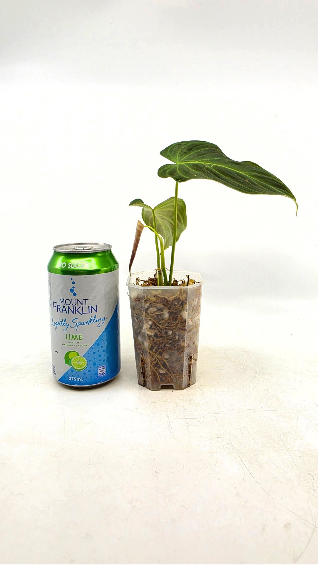 Uncommon indoor plant Philodendron Splendid available for sale at rare house plant shop The Leaf Gallery in Perth, Western Australia