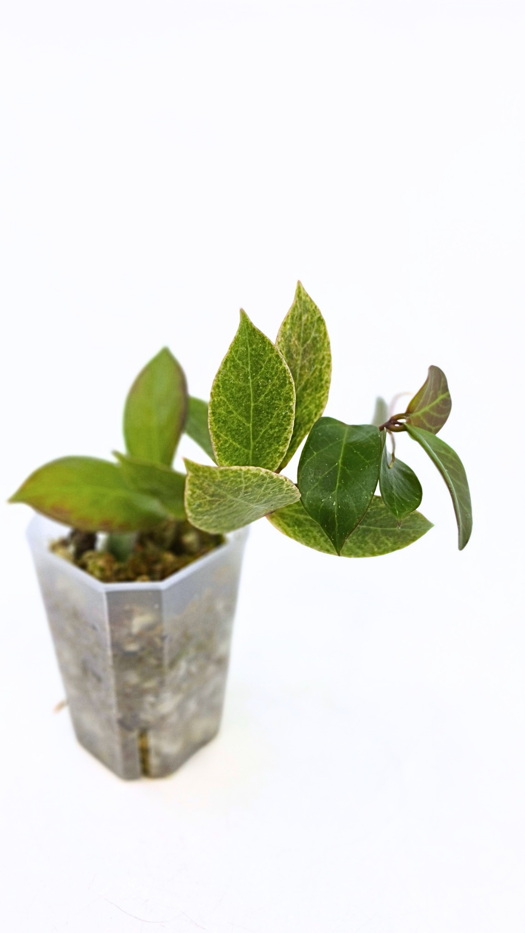 Rare waxplant Hoya Sunrise available at rare plant shop The Leaf Gallery in Perth Western Australia