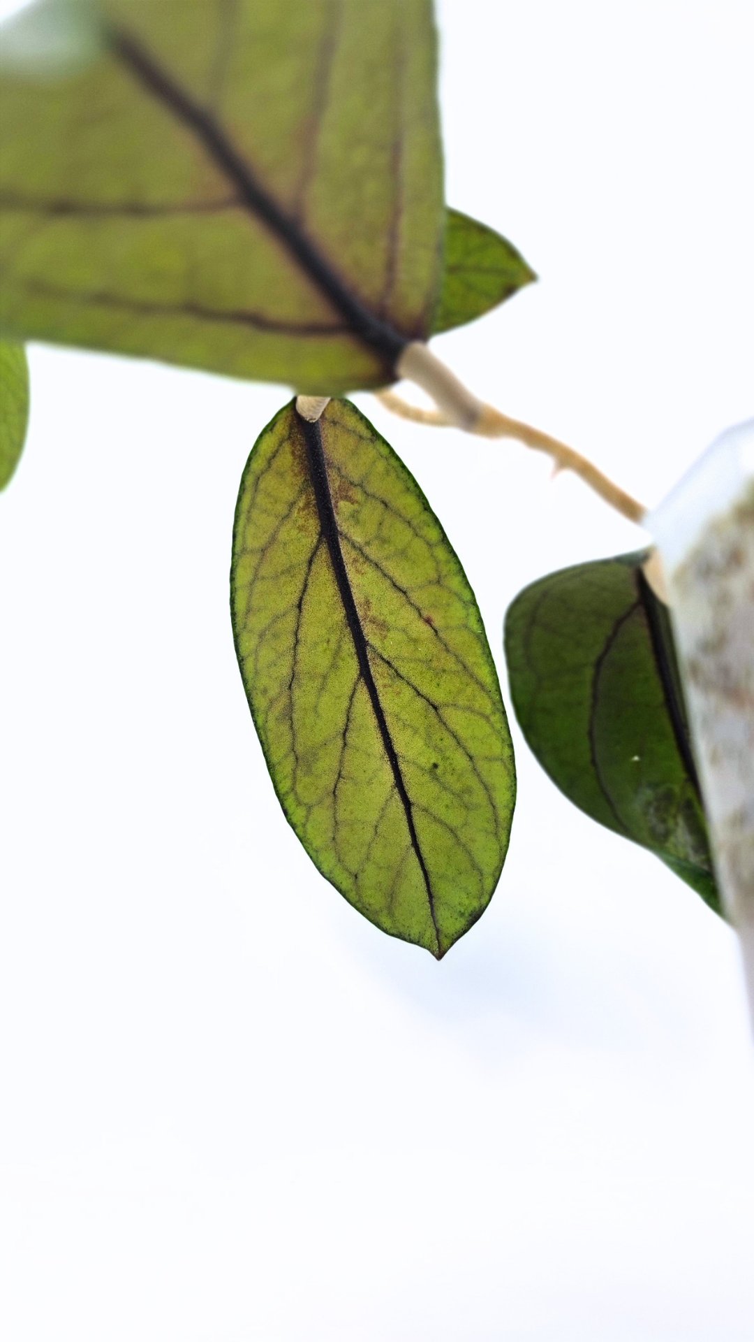 Rare waxplant Hoya Sp Tanggamus available for sale at rare indoor plant shop The Leaf Gallery in Perth, Western Australia