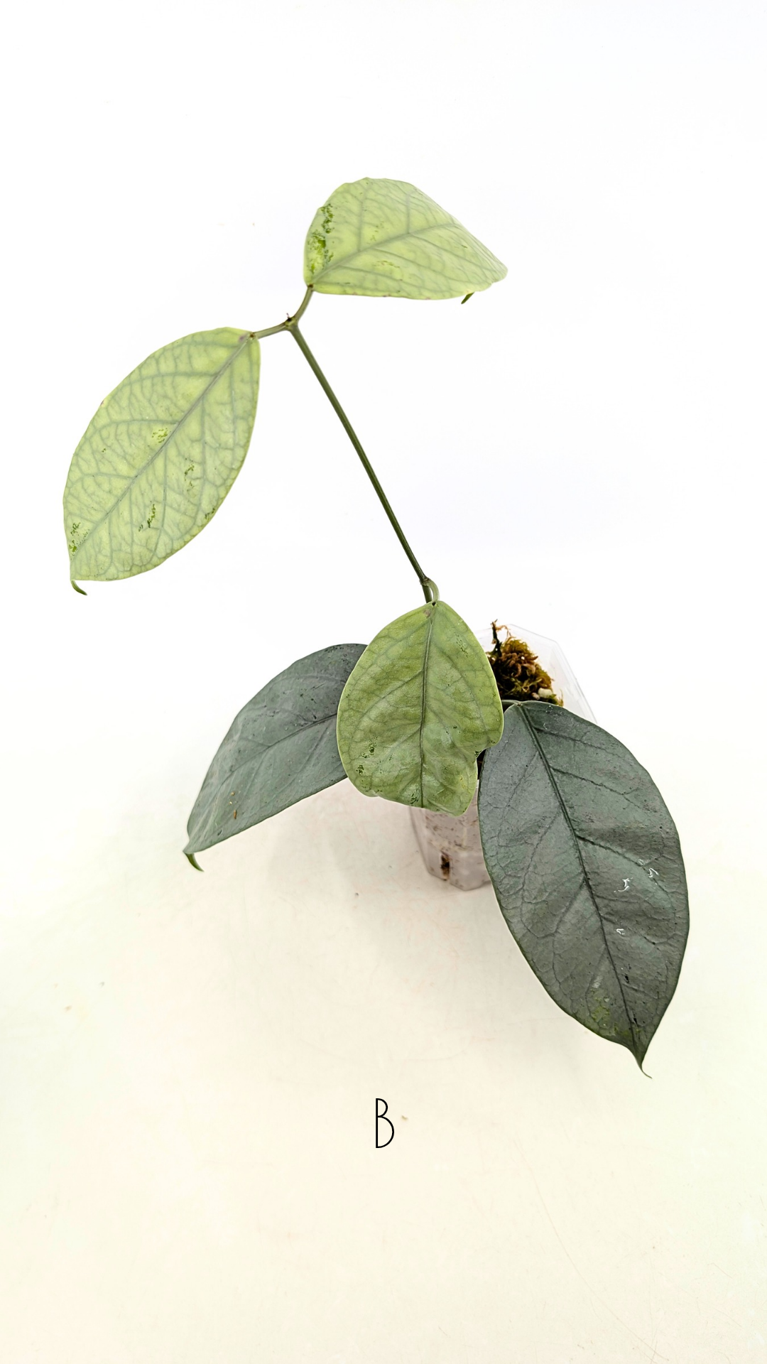 Rare waxplant Hoya Coriacea Silver available for sale at rare indoor plant shop The Leaf Gallery in Perth, Western Australia