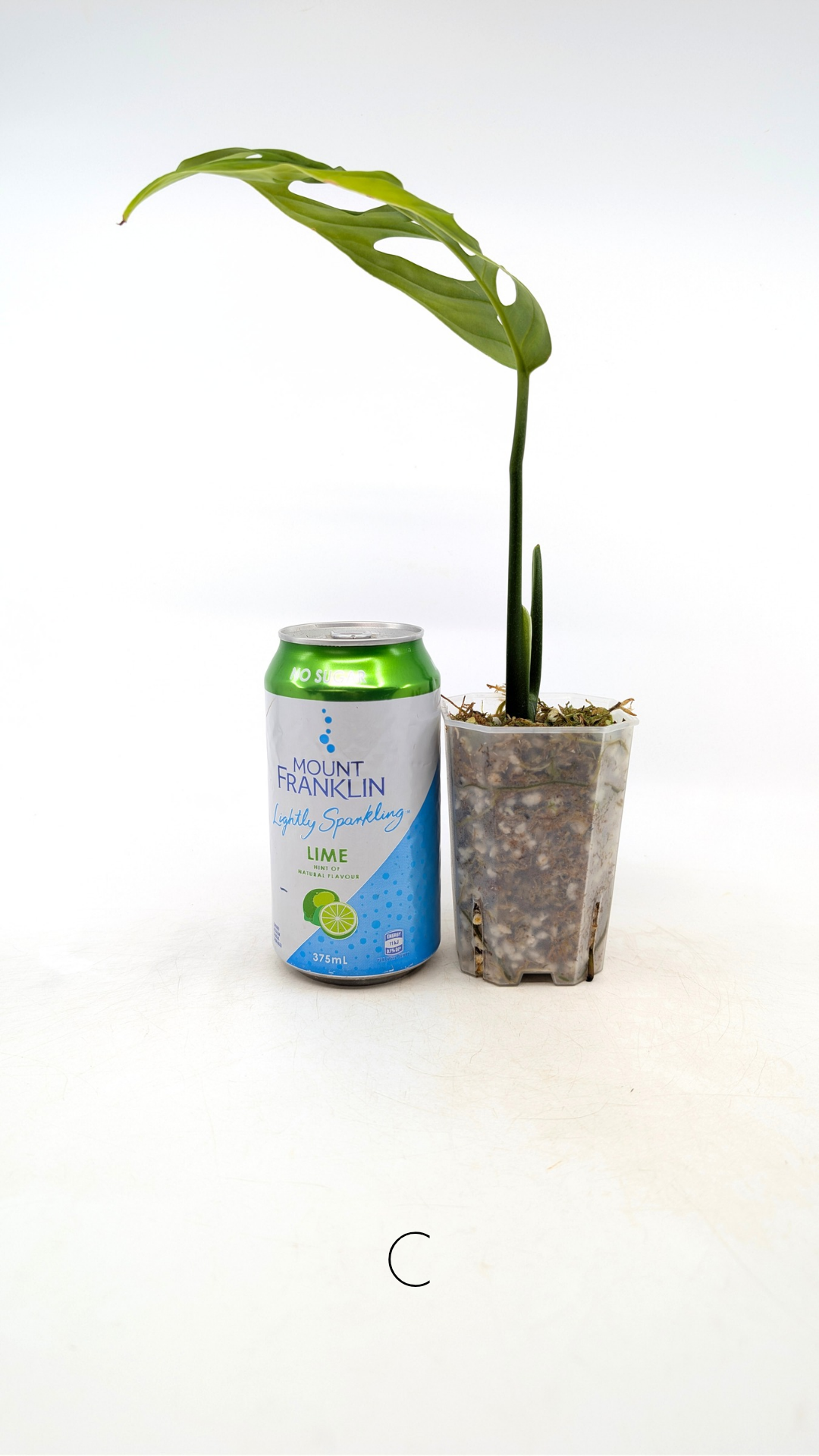 Rare plant Monstera Esqueleto or Monstera Epipremnoides propagated by rare indoor plant shop The Leaf Gallery in Perth, Western Australia