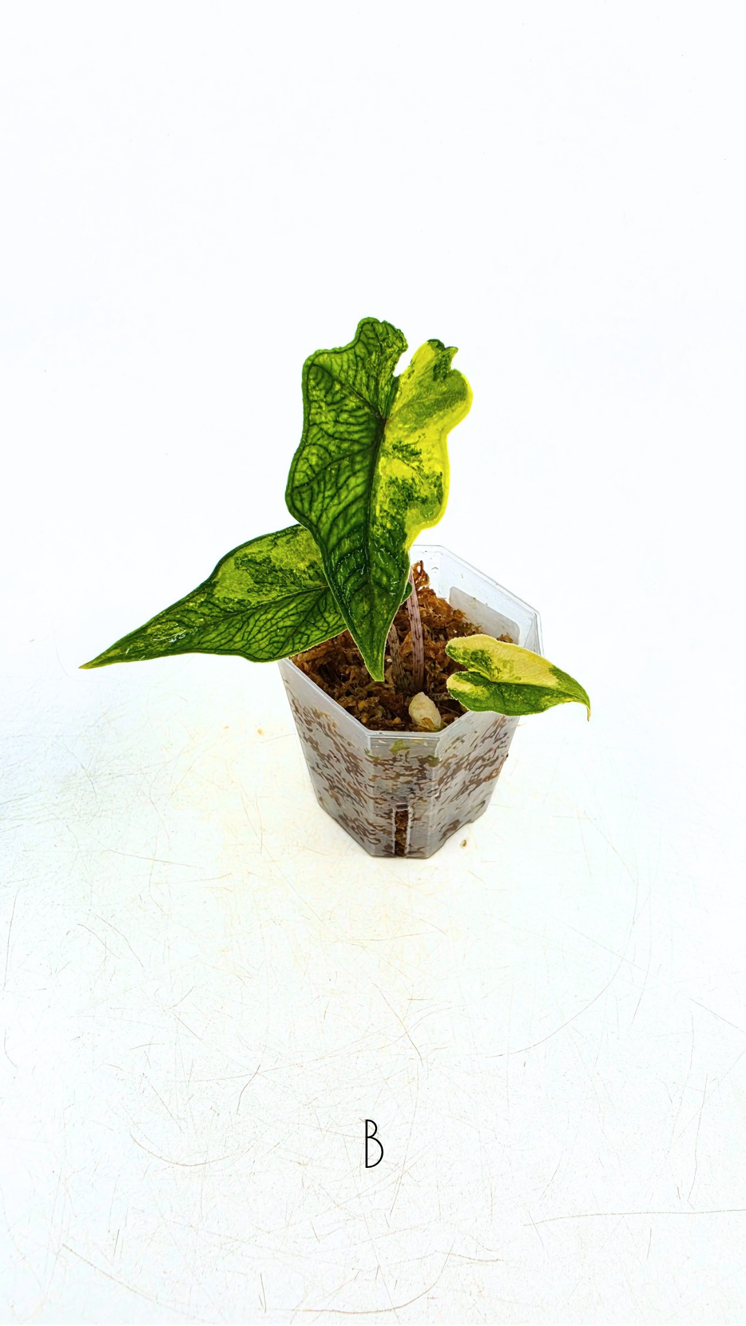 Rare indoor plant Alocasia Jacklyn Variegated available for sale at rare house plant shop The Leaf Gallery in Perth, Western Australia.