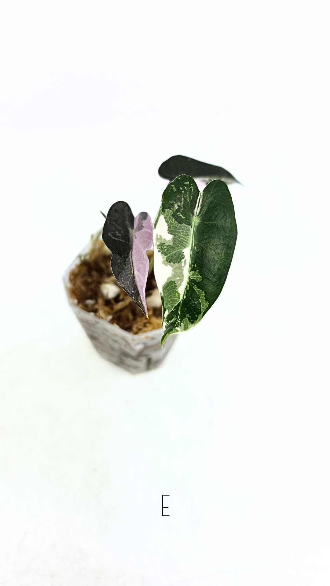 Rare indoor plant Alocasia Amazonica Bambino Pink TC plantlets available for sale at rare houseplant shop The Leaf Gallery in Perth, Western Australia