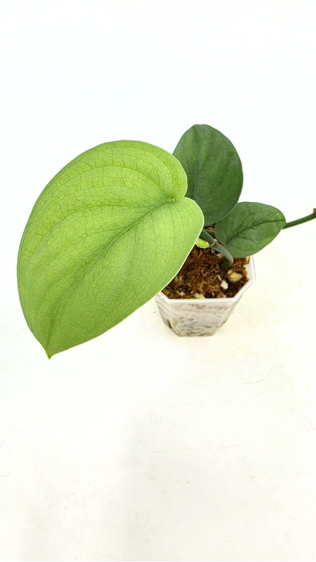 Rare indoor plant Scindapsus Platinum available for sale at rare plant shop The Leaf Gallery in Perth, Western Australia