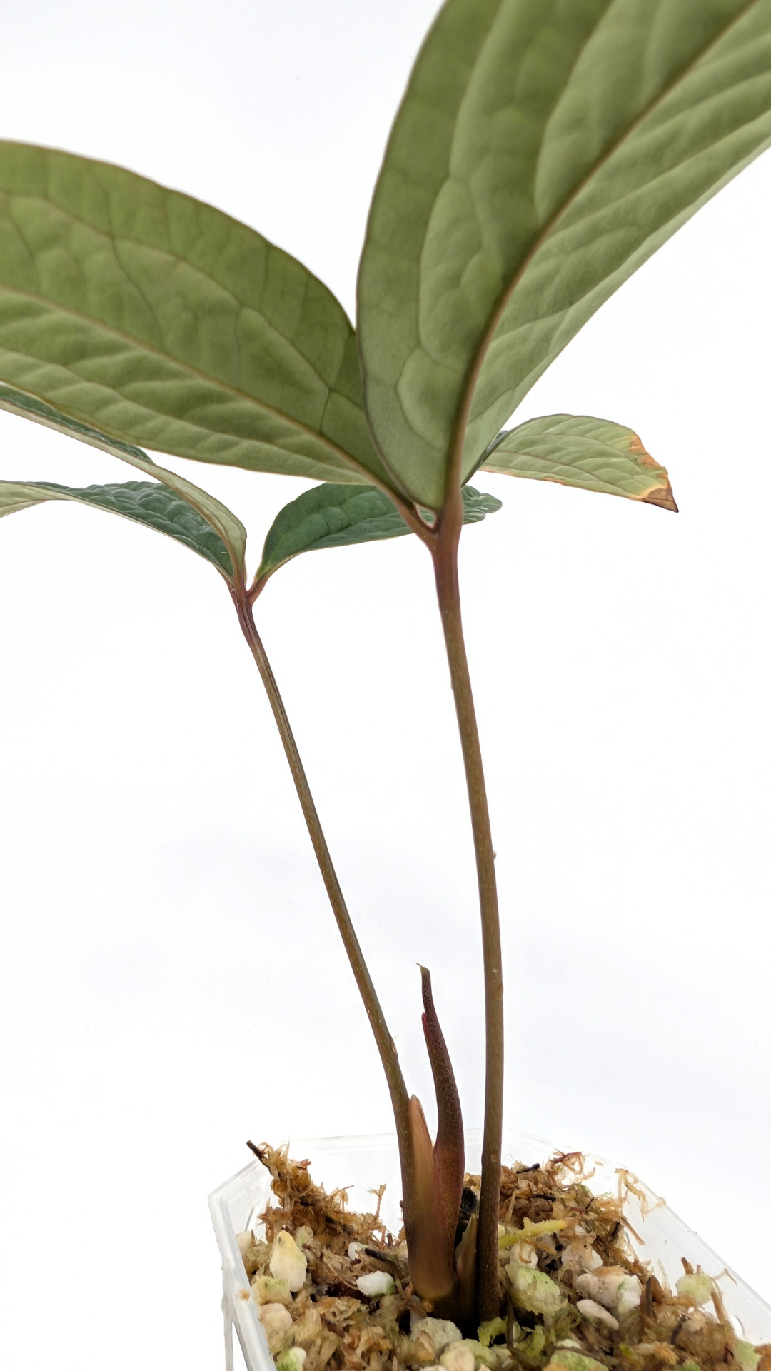 Rare indoor plant Anthurium Arisaemoides available at rare house plant shop The Leaf Gallery in Perth, Western Australia