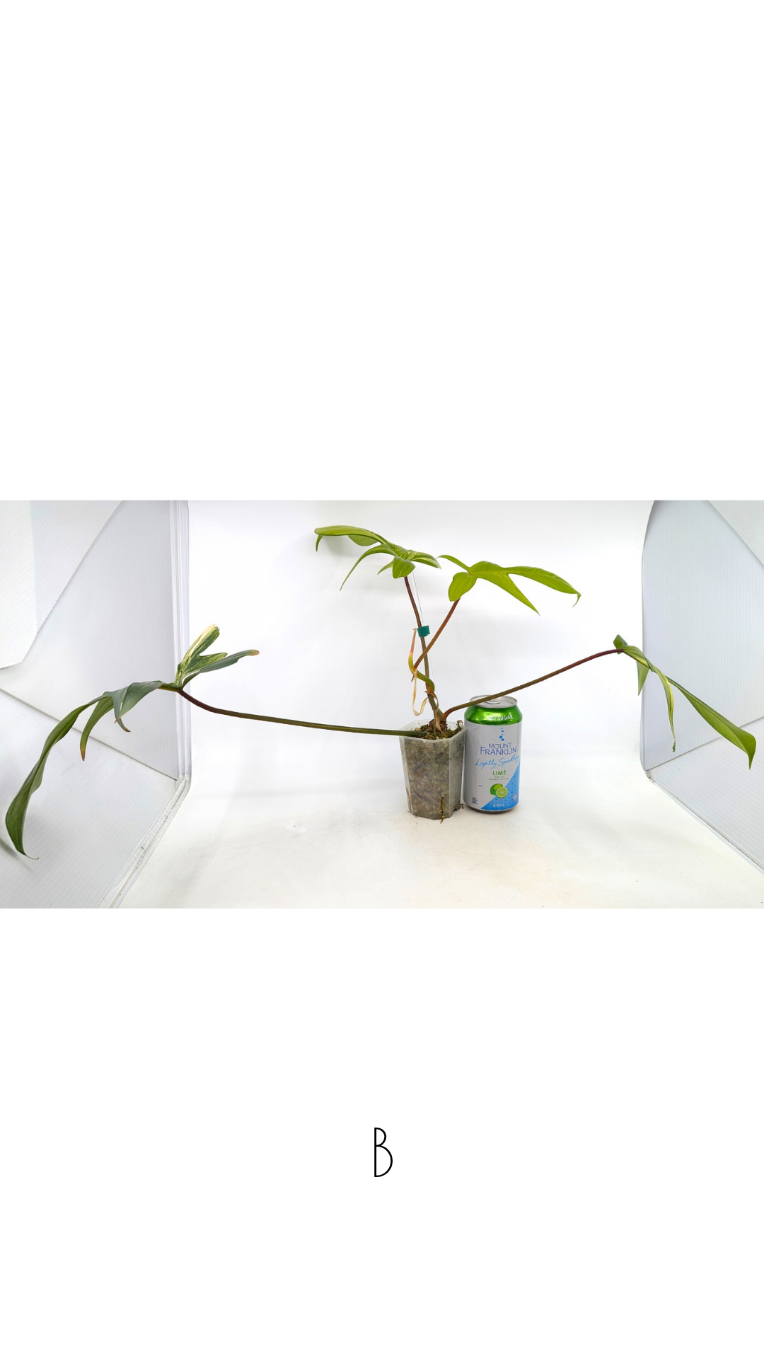 Rare indoor plant Philodendron Florida Beauty Varigated available at rare plant shop The Leaf Gallery in Perth, Western Australia