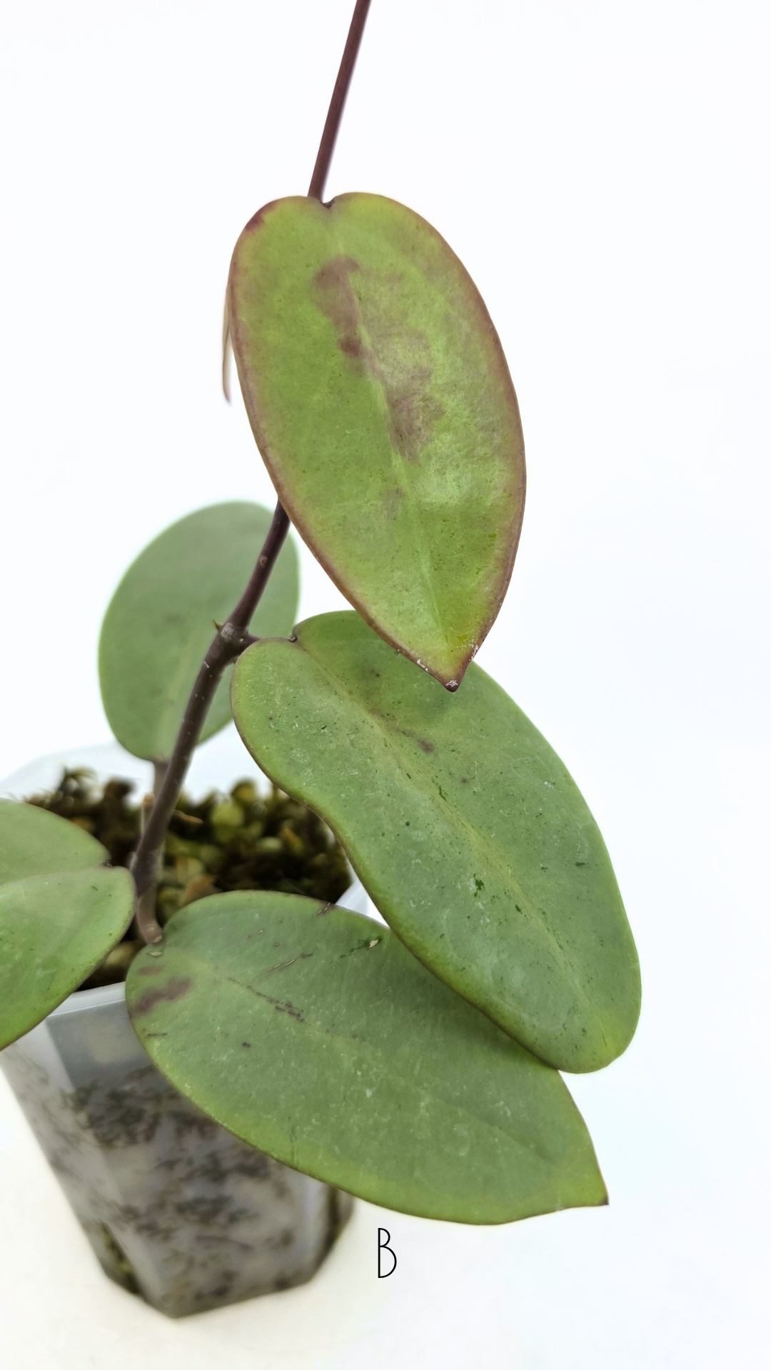 Rare waxplant Hoya Silver Dollar available for sale at rare indoor plant shop The Leaf Gallery in Perth, Western Australia