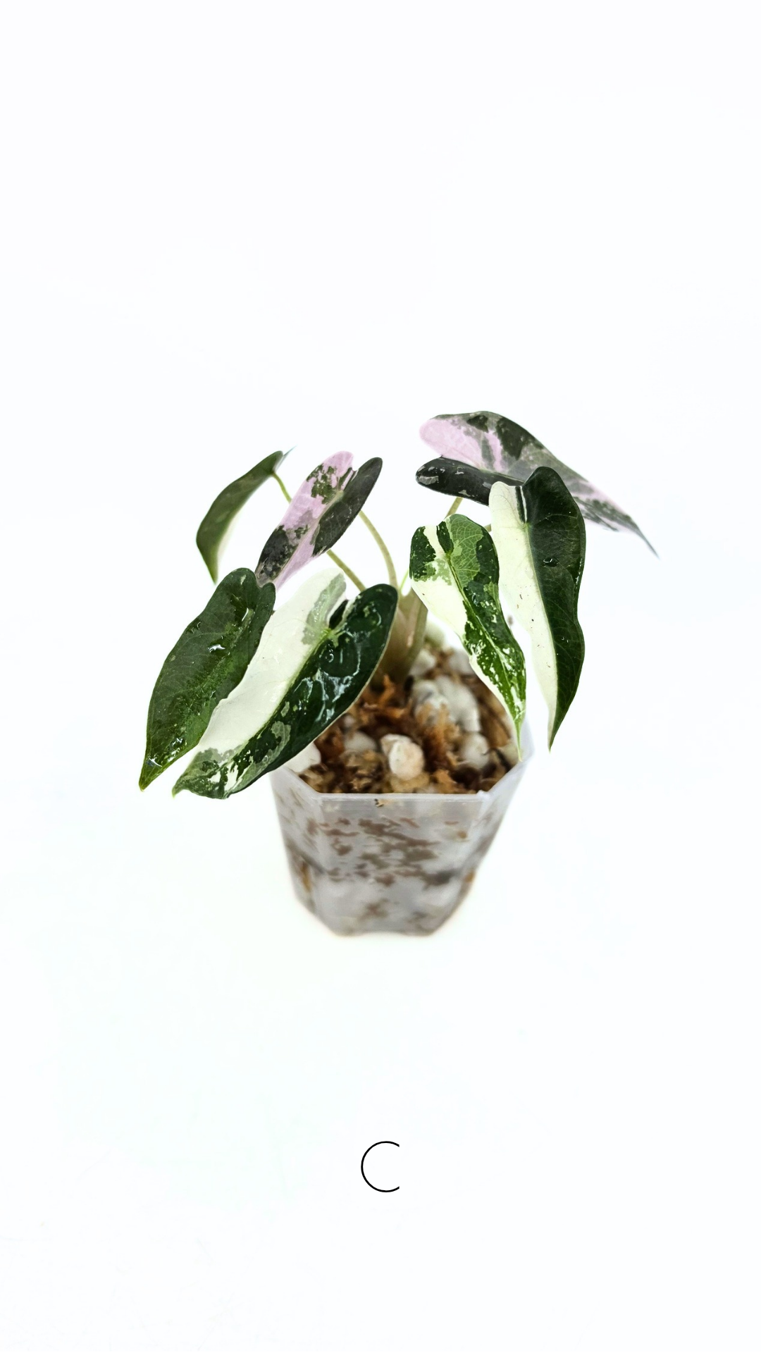 Rare indoor plant Alocasia Amazonica Bambino Pink TC plantlets available for sale at rare houseplant shop The Leaf Gallery in Perth, Western Australia