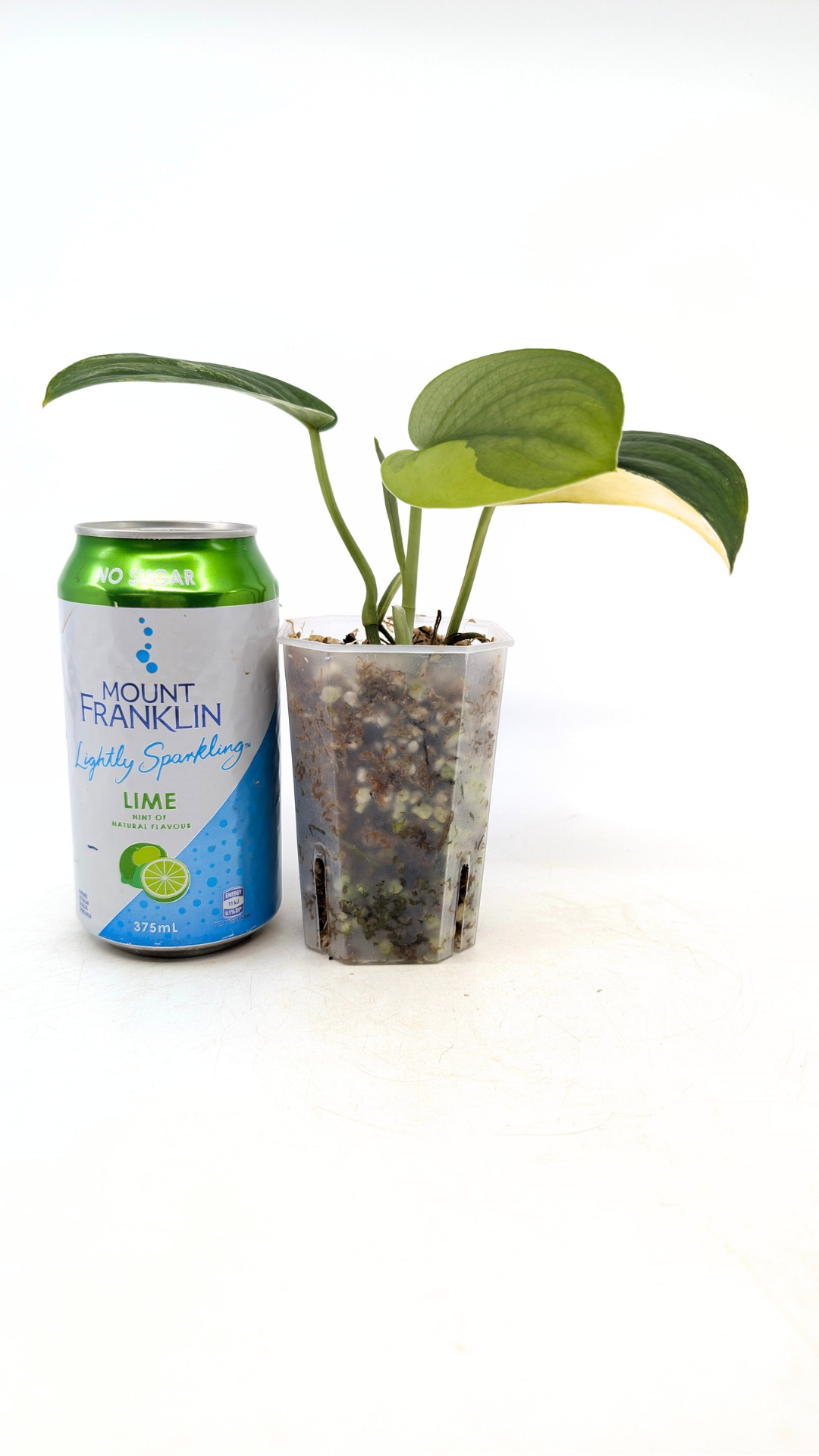 Rare house plant Scindapsus Jade Satin Aurea Variegated available for sale at rare indoor plant shop The Leaf Gallery in Perth, Western Australia