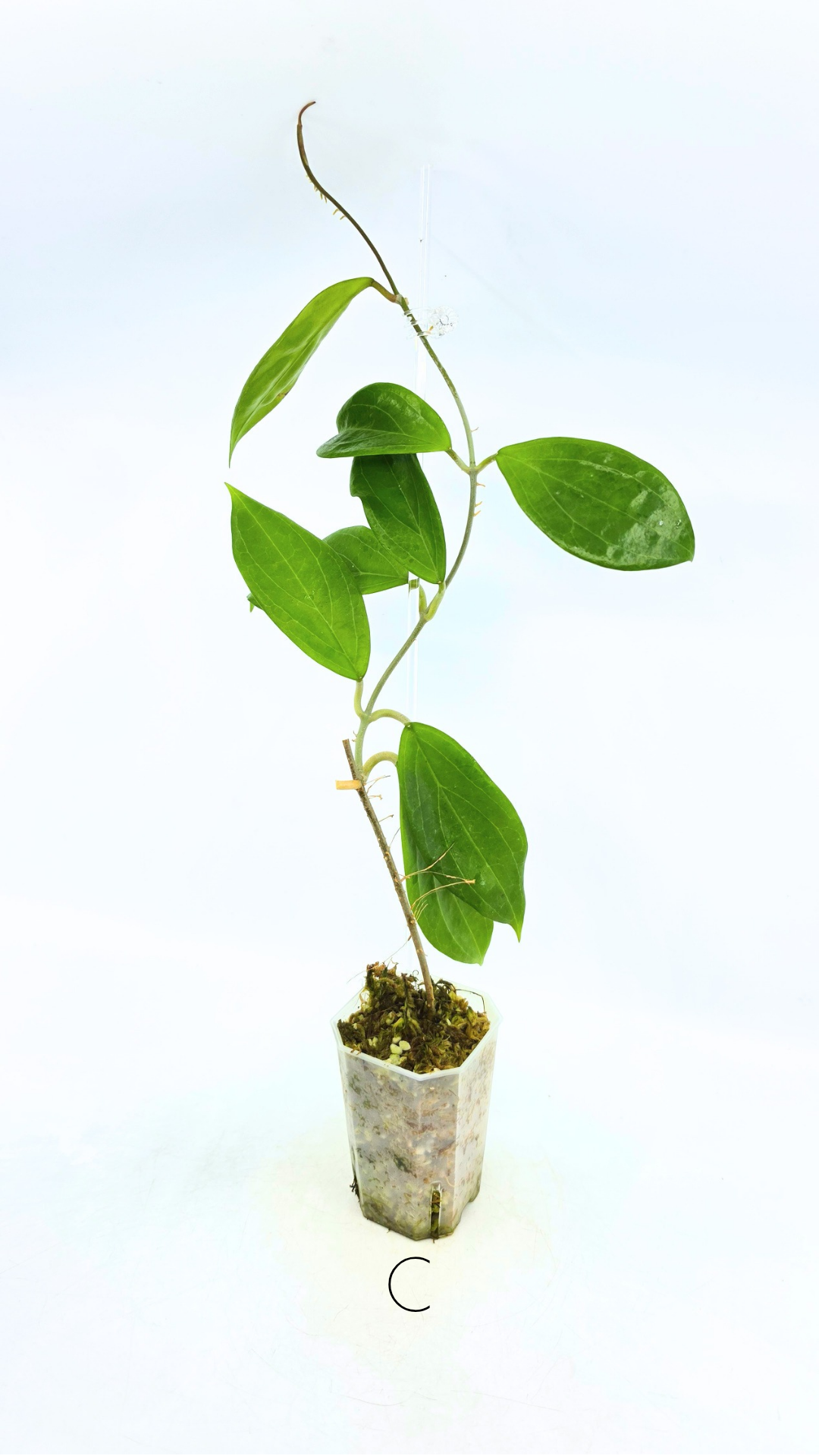 Rare waxplant Hoya UTC033 available for sale at rare indoor plant shop The Leaf Gallery in Perth, Western Australia
