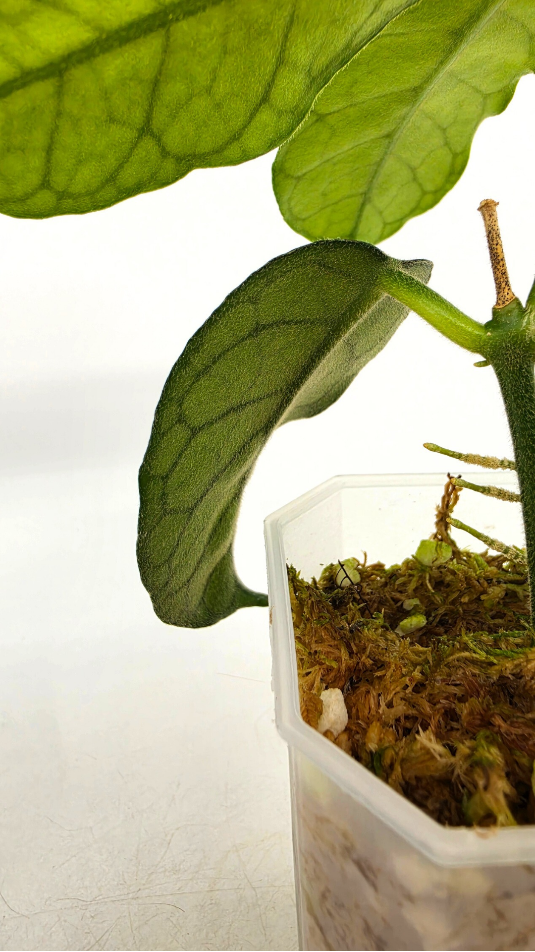 Rare waxplant Hoya Globulosa Cao Bang available for sale at rare plant shop The Leaf Gallery in Perth, Western Australia