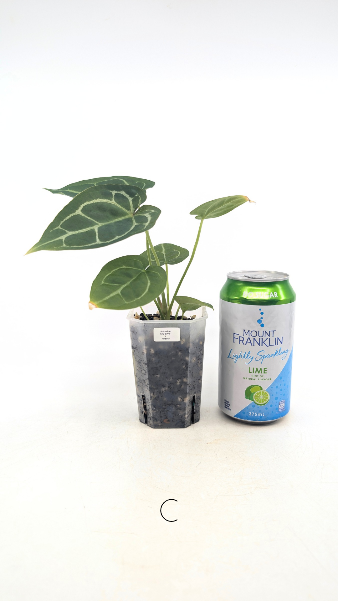 Rare indoor plant Anthurium SKG Silver with Anthurium Forgetii hybrid available at rare plant shop The Leaf Gallery in Perth, Western Australia