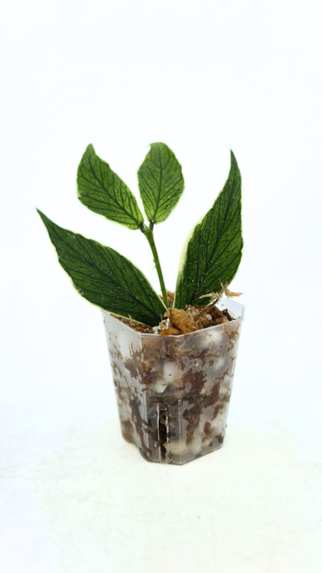 Rare waxplant Hoya Polyneura Albo Varigated also known as Fishtail Hoya Varigated available for sale at rare indoor plant shop The Leaf Gallery in Perth, Western Australia