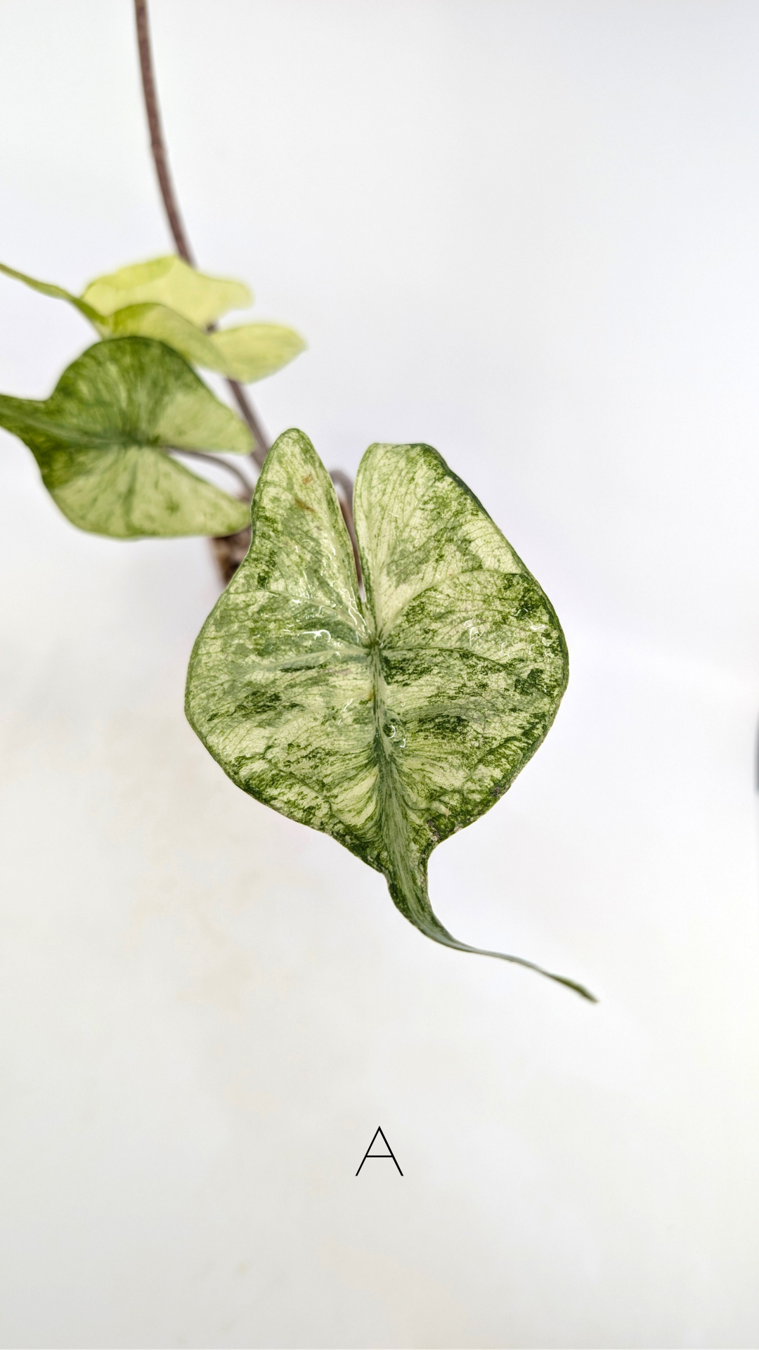Rare indoor plannt Alocasia Stingray Mint Variegated available for sale at rare house plant shop The Leaf Gallery in Perth, Western Australia.