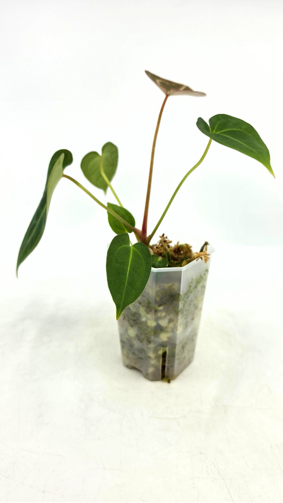 Rare anthurium hybrid Dark Forgetii x Bessae Aff available from rare plant shop The Leaf Gallery in Perth, Western Australia