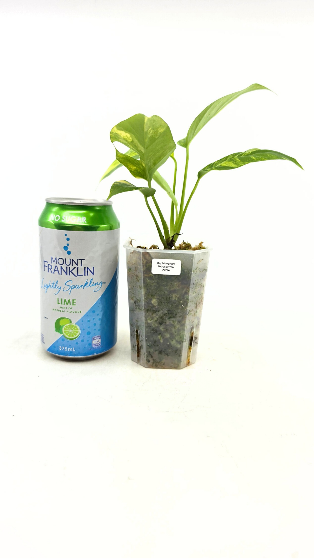 Rare indoor plant Raphidophora Tetrasperma Aurea for sale by rare plant shop The Leaf Gallery in Perth