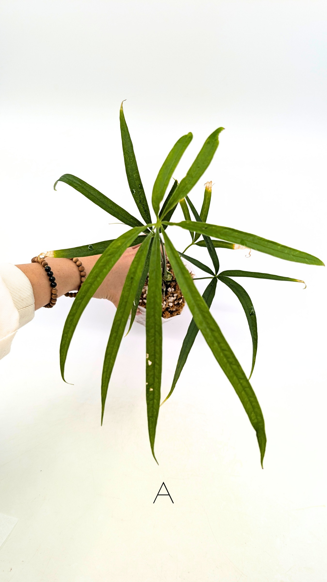 Hard to find house plant Anthurium Polydactylum available for sale at rare plant shop The Leaf Gallery in Perth, Western Australia.