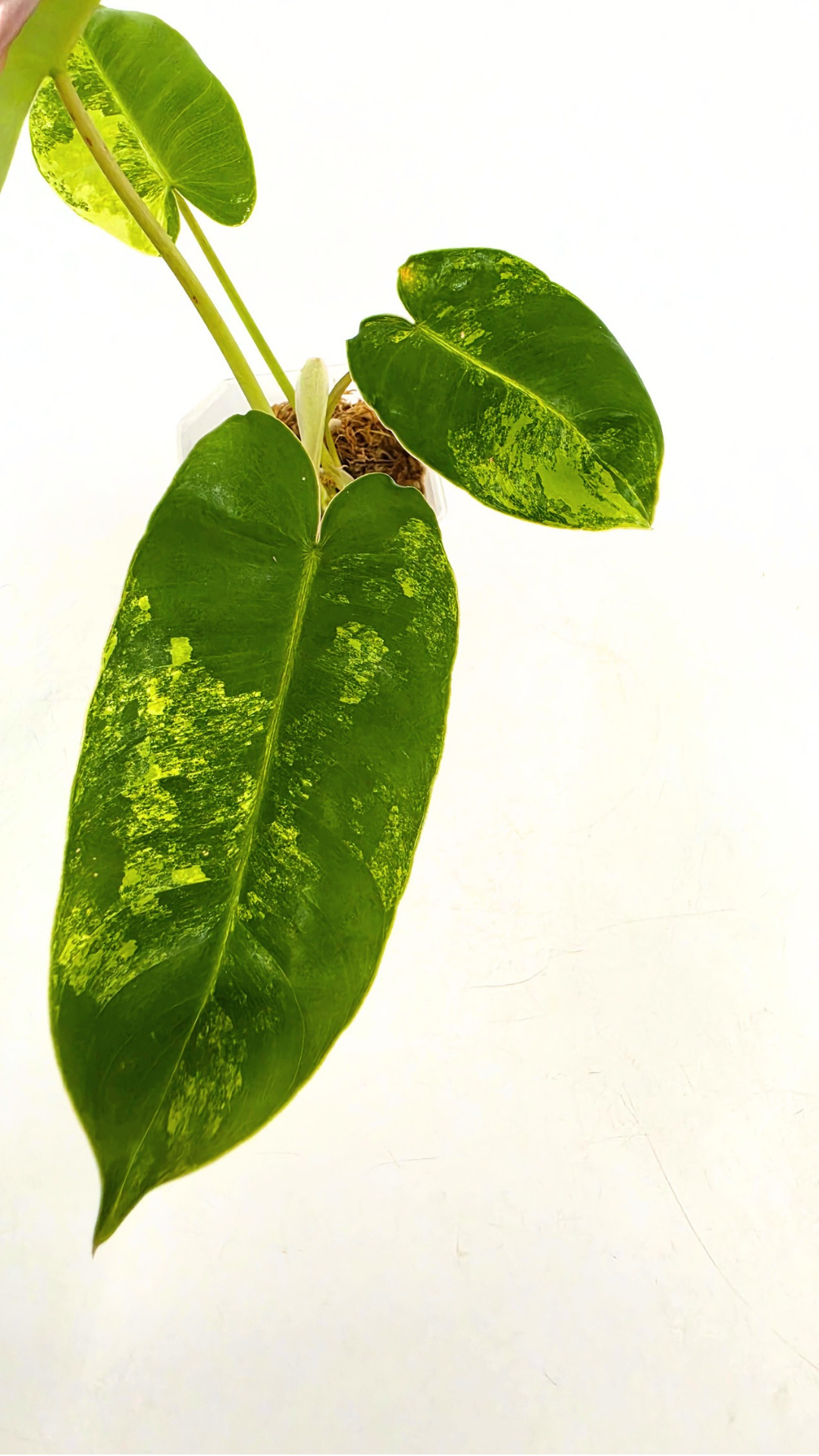 Uncommon indoor plant Philodendron Burle Marx Varigated available for sale at rare indoor plant shop The Leaf Gallery in Perth, Western Australia