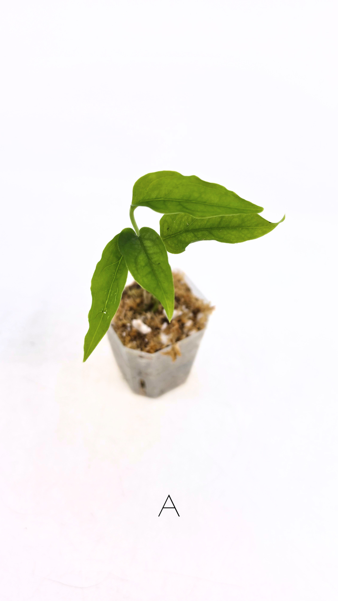 Rare indoor plant Monstera Obliqua Peru available for sale at rare house plant shop The Leaf Gallery in Perth, Western Australia