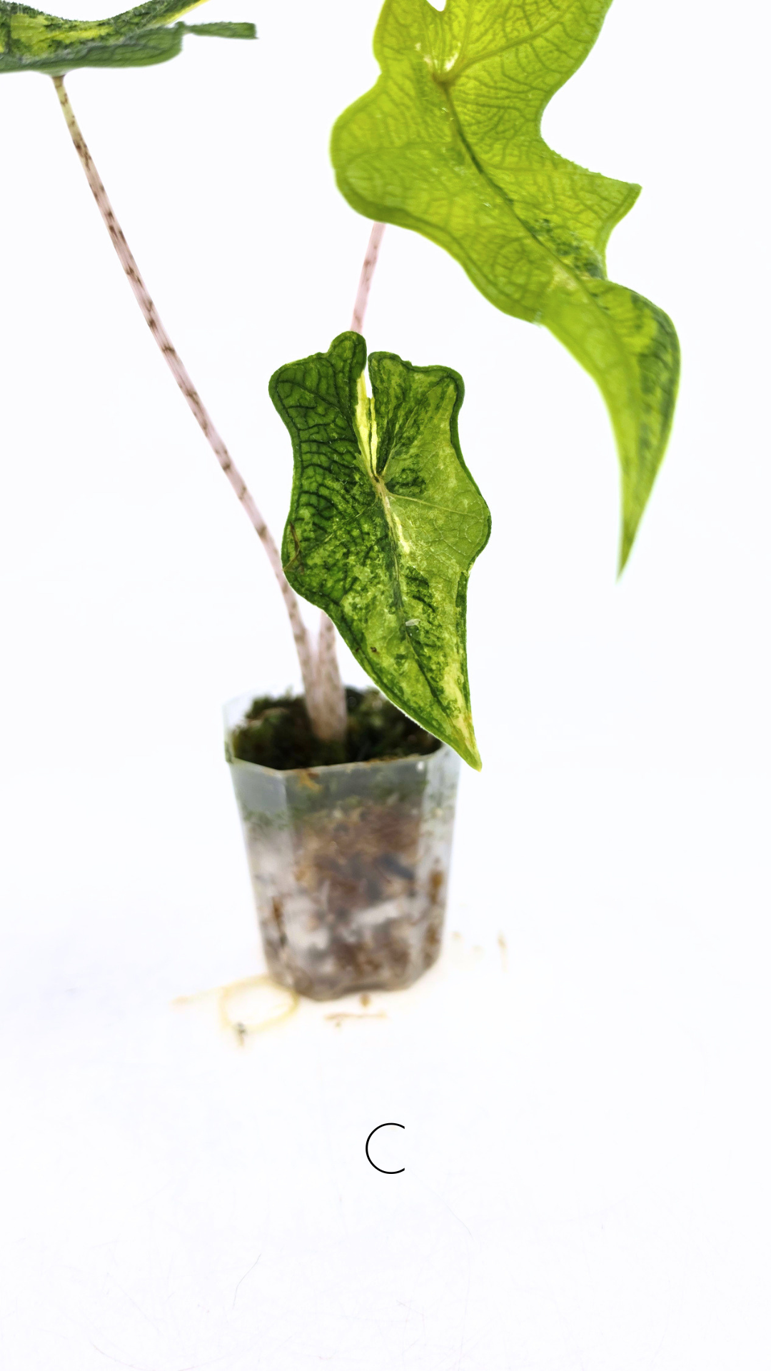 Rare indoor plant Alocasia Jacklyn Variegated available for sale at rare house plant shop The Leaf Gallery in Perth, Western Australia