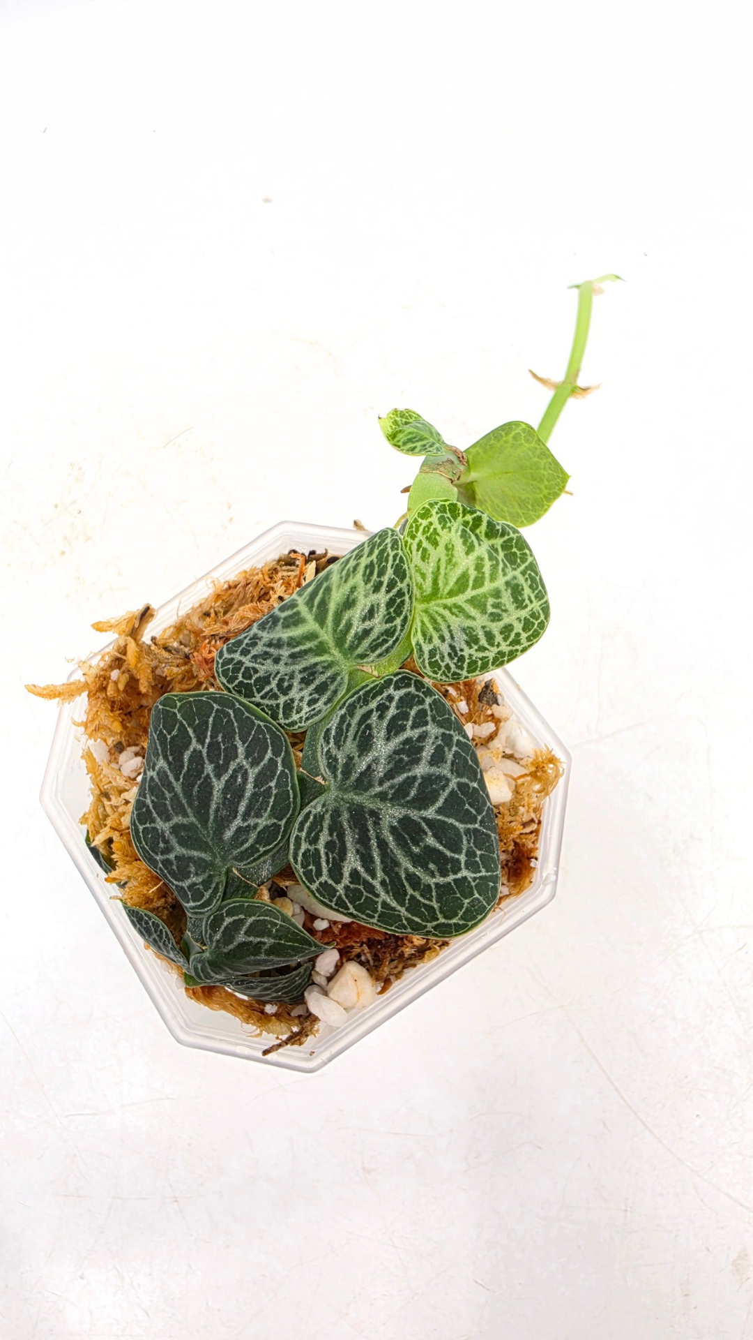 Rare indoor singgling house plant Raphidophora Cryptantha by rare plant shop The Leaf Gallery in Perth, Western Australia