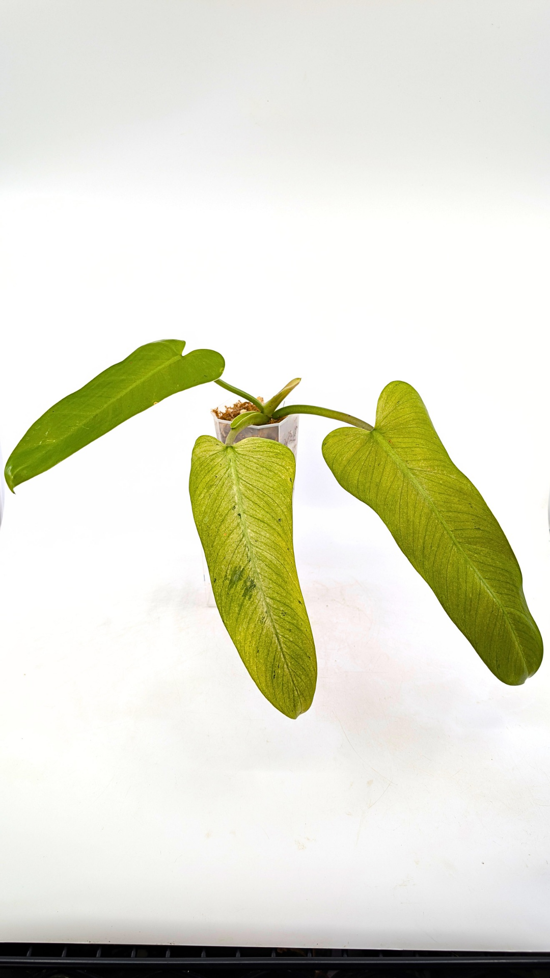 Rare indoor plant Philodendron Whipple Way available for sale at rare plant shop The Leaf Gallery in Perth, Western Australia