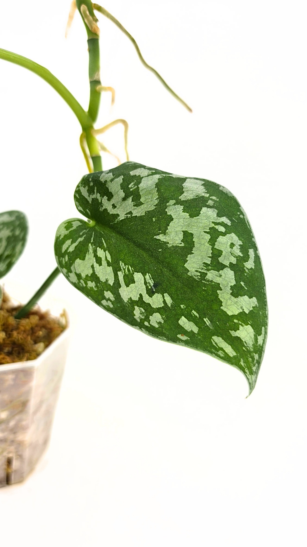 Uncommon indoor plant scindapsus Exotica available for sale at rare plant shop The Leaf Gallery in Perth, Western Australia.