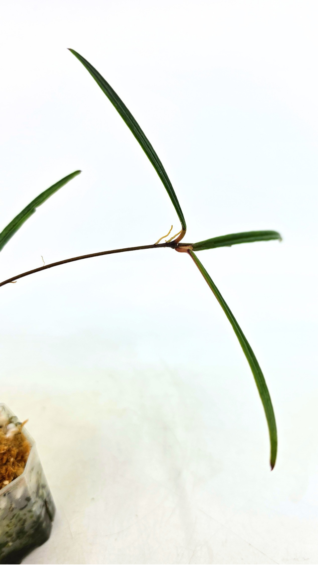 Rare waxplant Hoya Insularis available for sale at rare indoor plant shop The Leaf Gallery in Perth, Western Australia