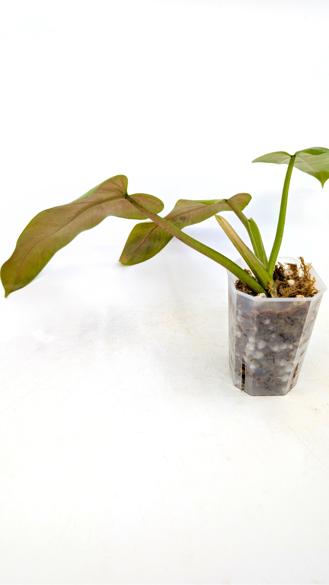 Rare indoor plant Philodendron Whipple Way available for sale at rare plant shop The Leaf Gallery in Perth, Western Australia