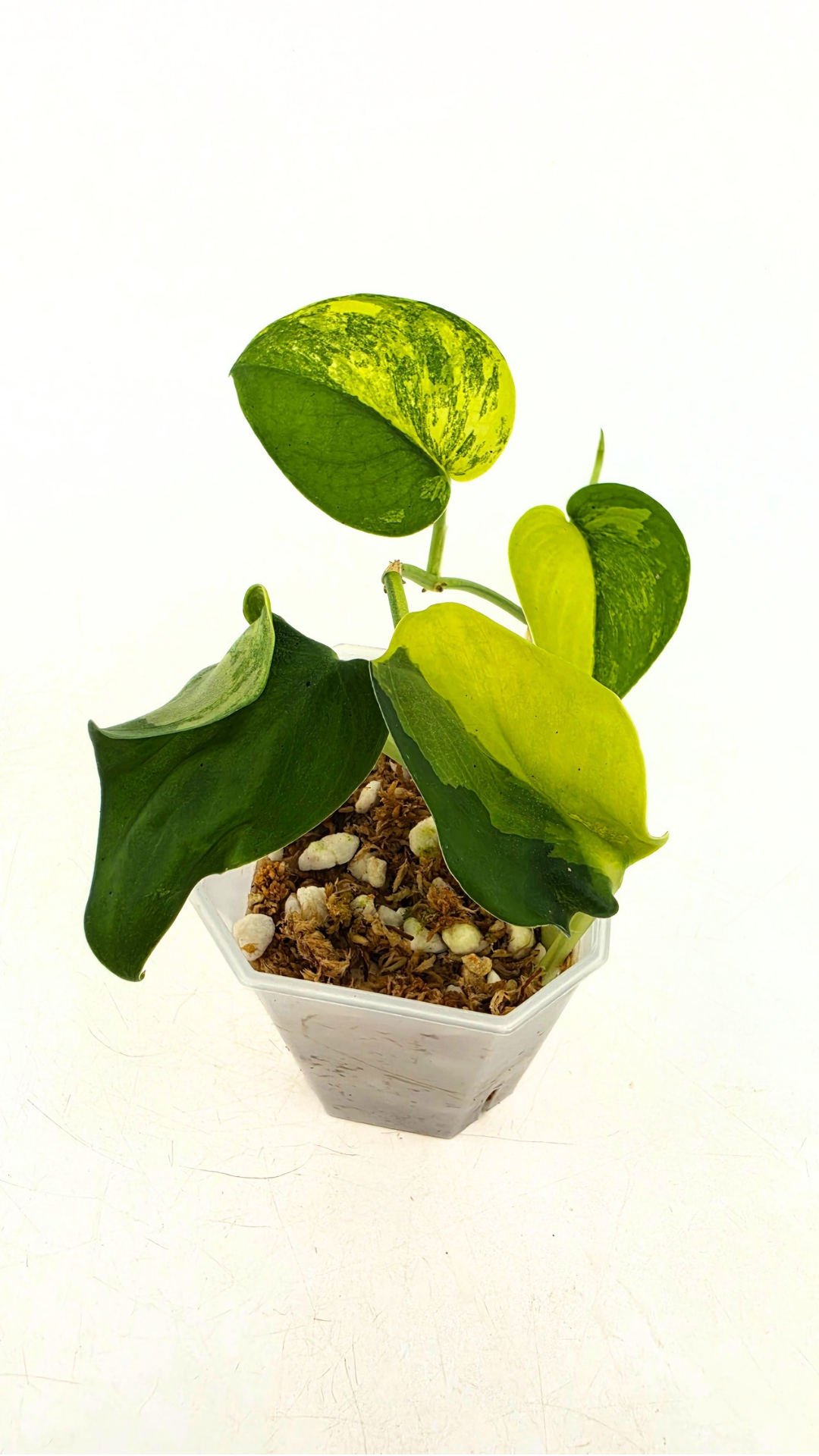 Rare house plant Scindapsus Jade Satin Aurea Variegated available for sale at rare indoor plant shop The Leaf Gallery in Perth, Western Australia