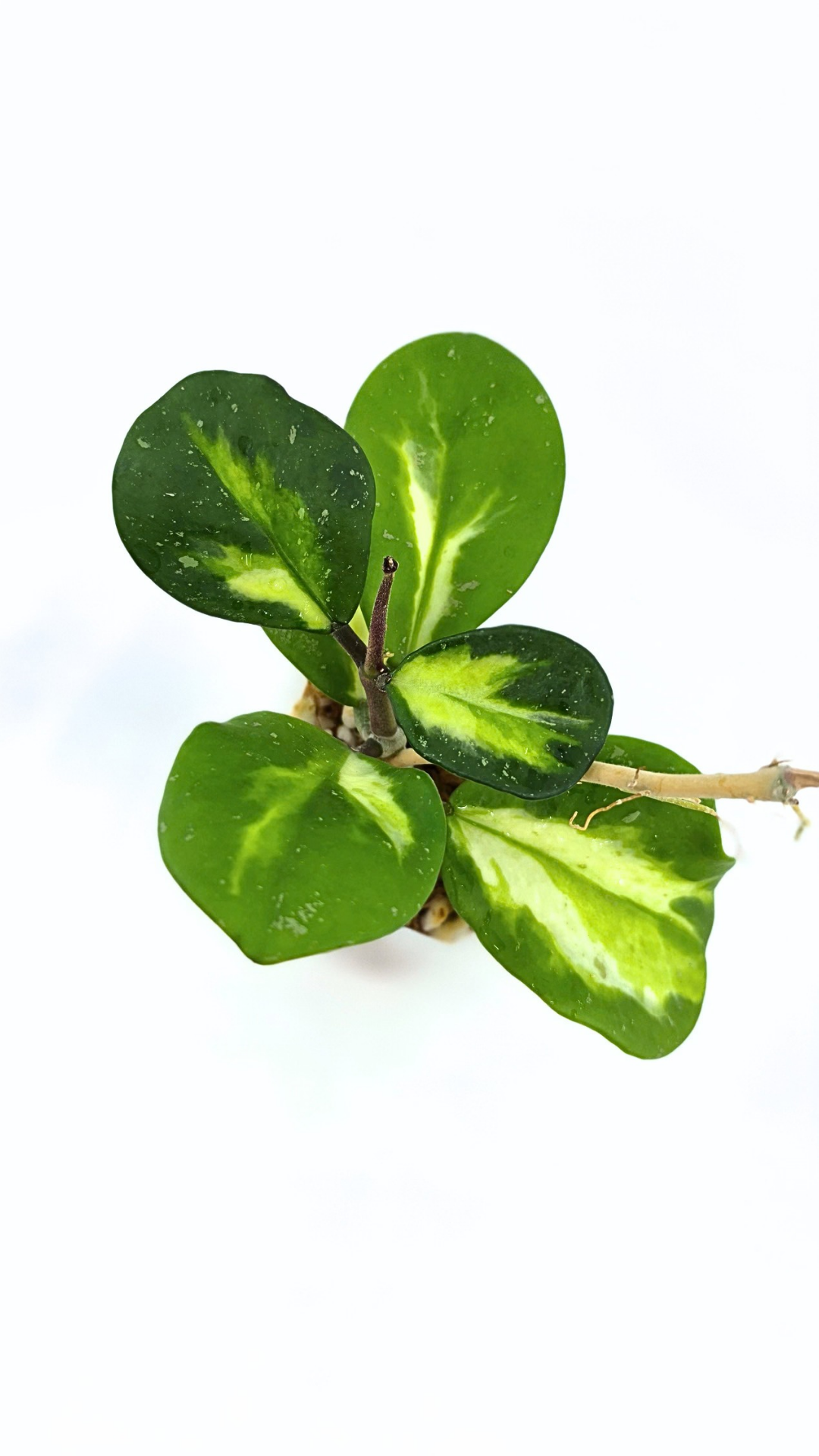 Rare waxplant Hoya Obavata Splash Variegated available for sale at rare indoor plant shop The Leaf Gallery in Perth, Western Australia