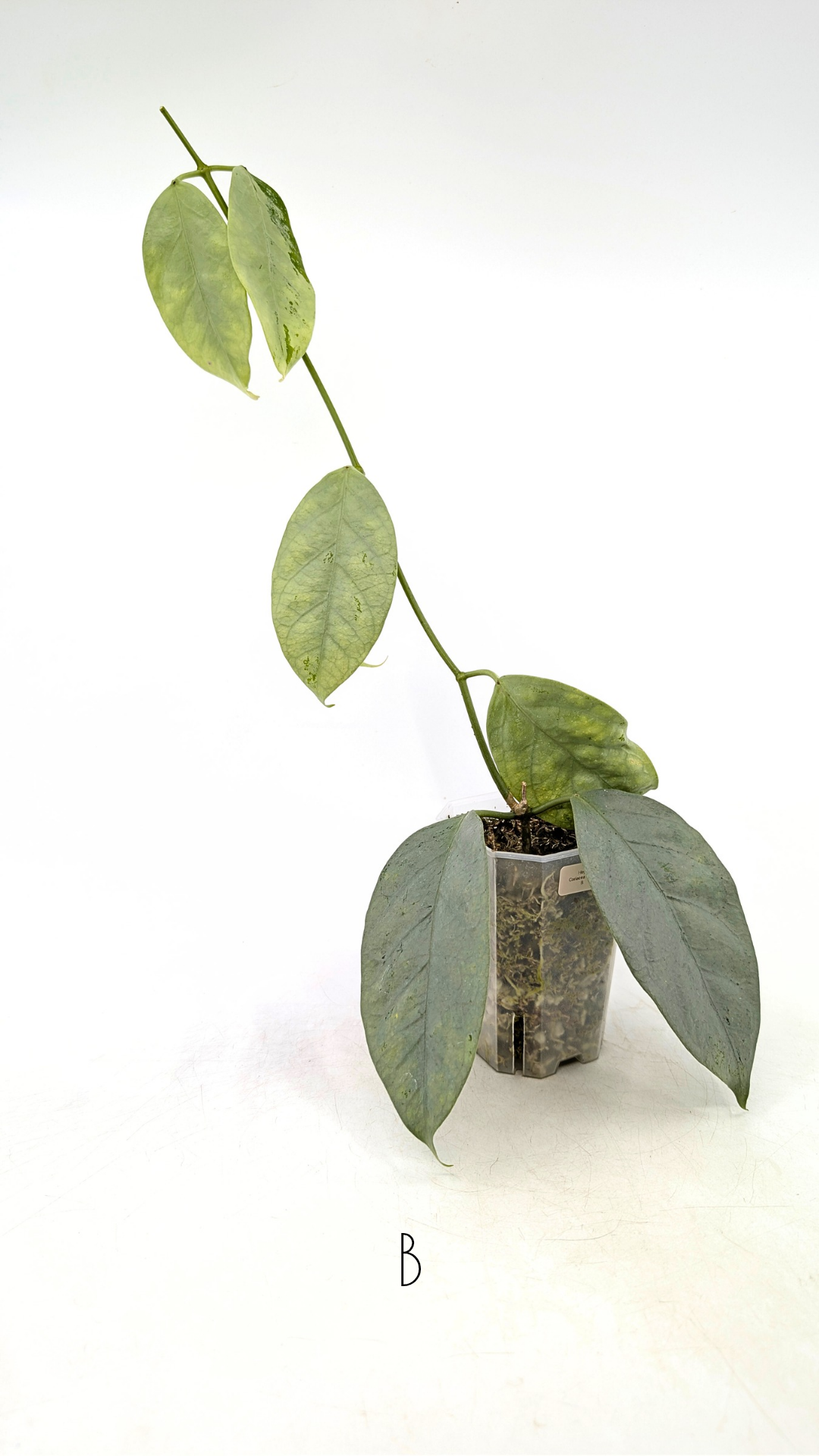 Rare waxplant Hoya Coriacea Silver available for sale at rare indoor plant shop The Leaf Gallery in Perth, Western Australia