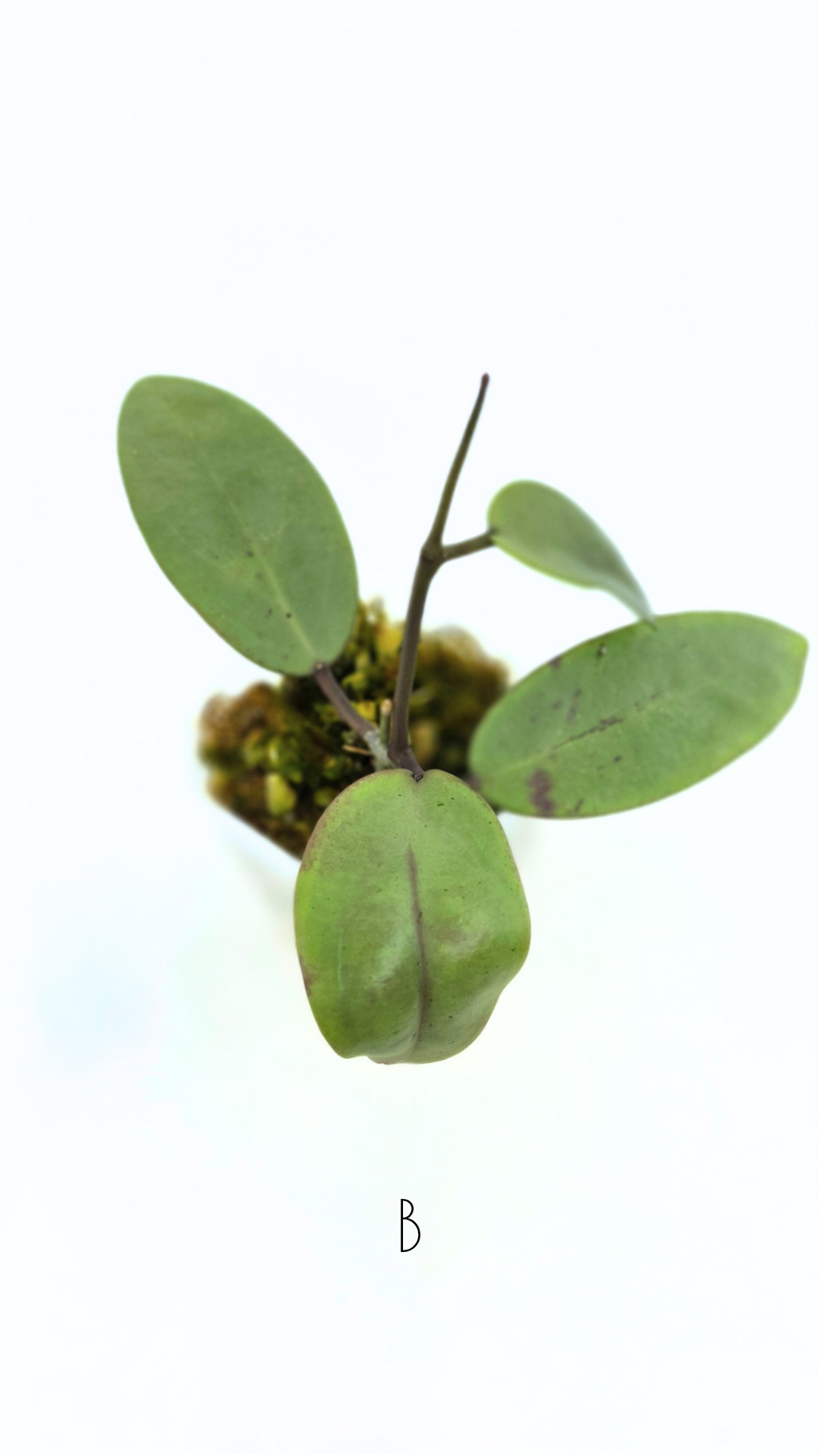 Rare waxplant Hoya Silver Dollar available for sale at rare indoor plant shop The Leaf Gallery in Perth, Western Australia