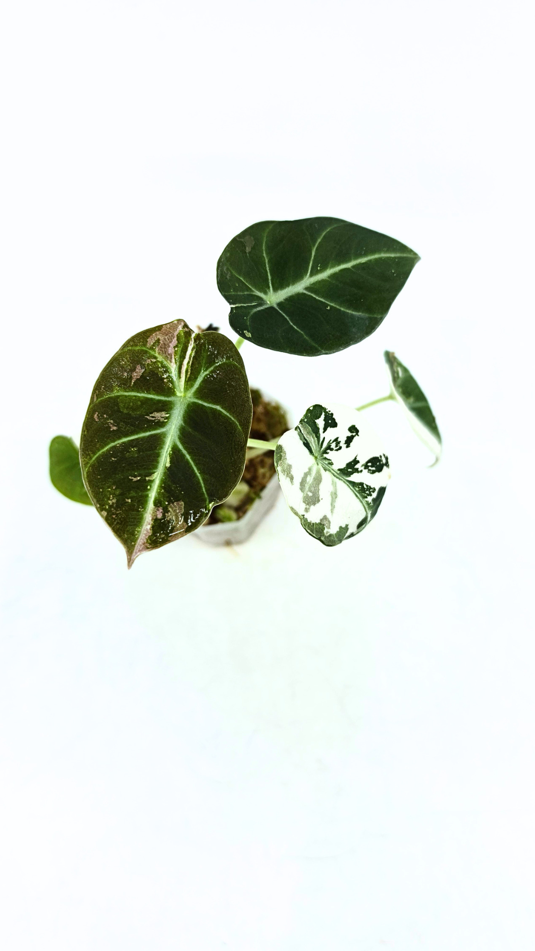 Rare indoor plant Alocasia Black Velvet Pink Variegated available for sale from rare house plant shop The Leaf Gallery in Perth, Western Australia