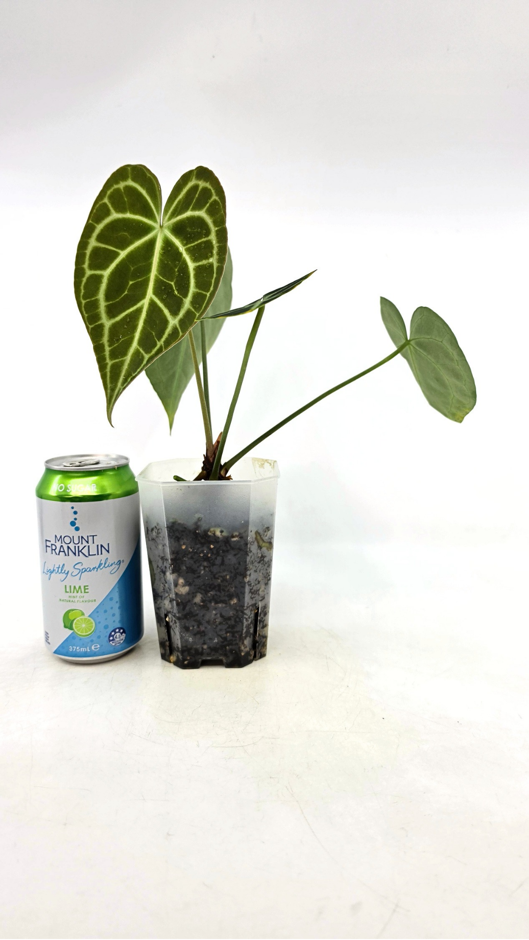 Rare Anthurium Clarineverium Hybrid - Queen of Clarinervium available for sale at rare plant shop The Leaf Gallery in Perth, Western Australia.
