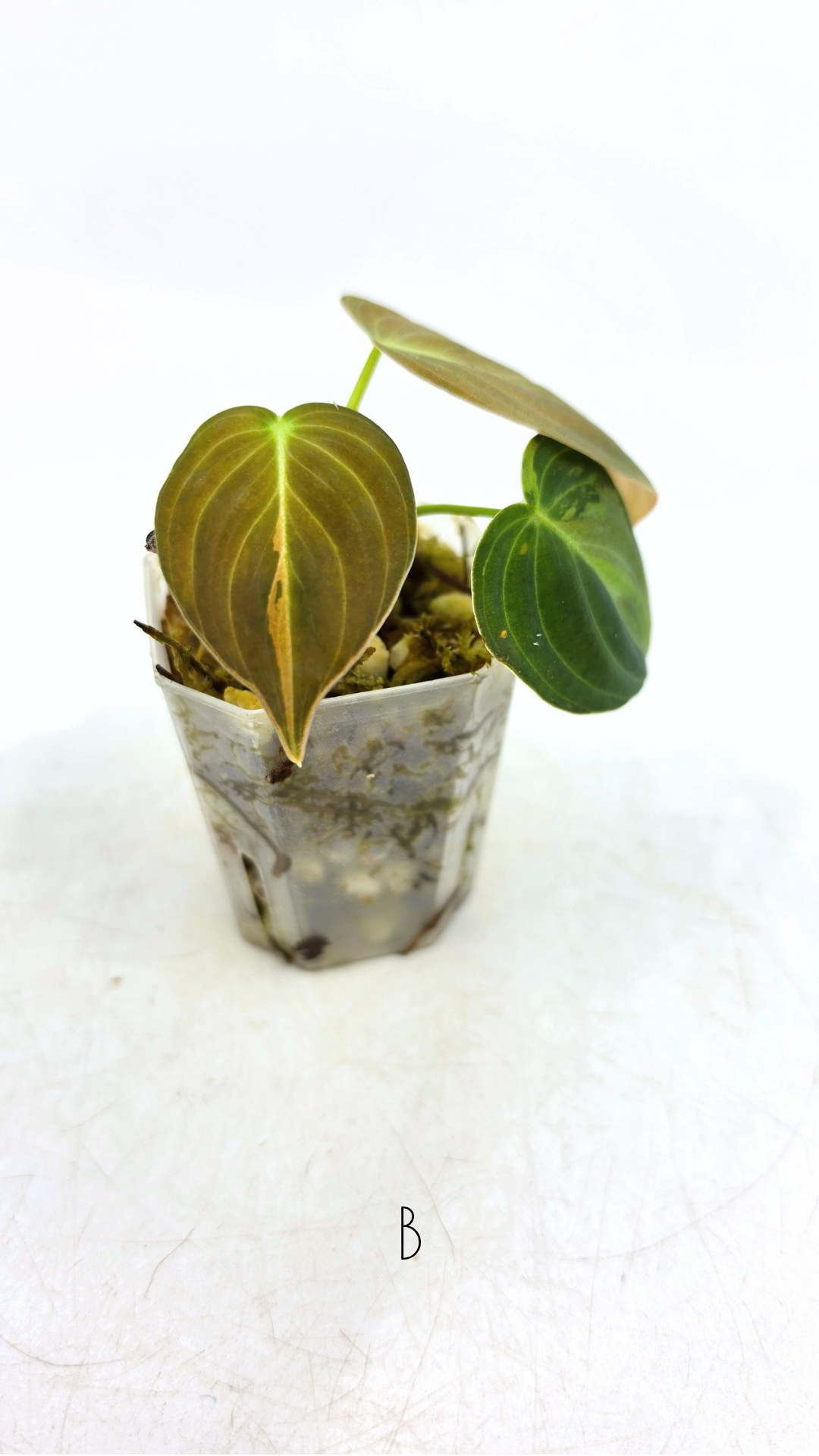 Rare plant Philodendron Melanochrysum Varigated available for sale at rare plant shop The Leaf Gallery in Perth, Western Australia