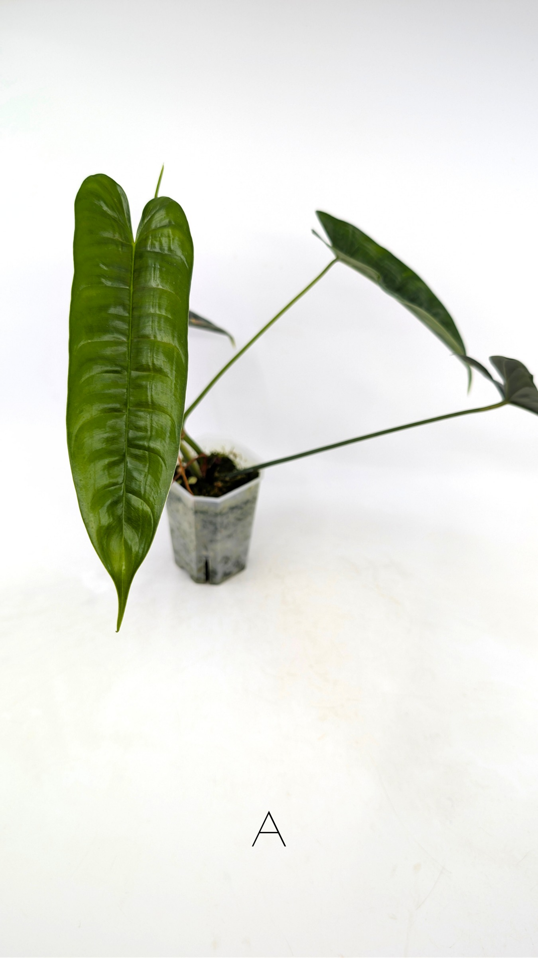 Rare indoor plant Philodendron Felix available for sale at rare house plant shop The Leaf Gallery in Perth, Western Australia
