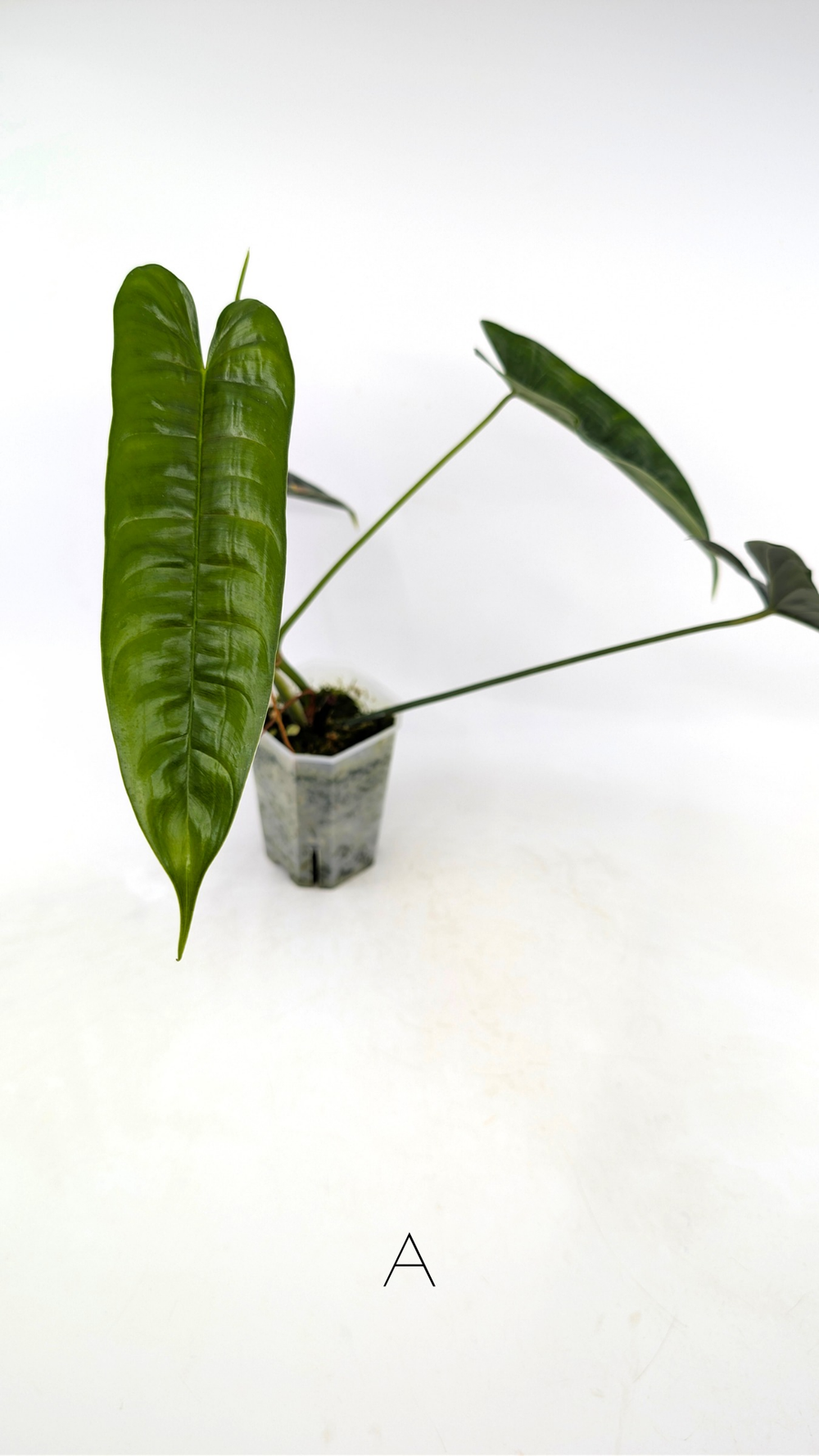 Philodendron Felix  The Leaf Gallery
