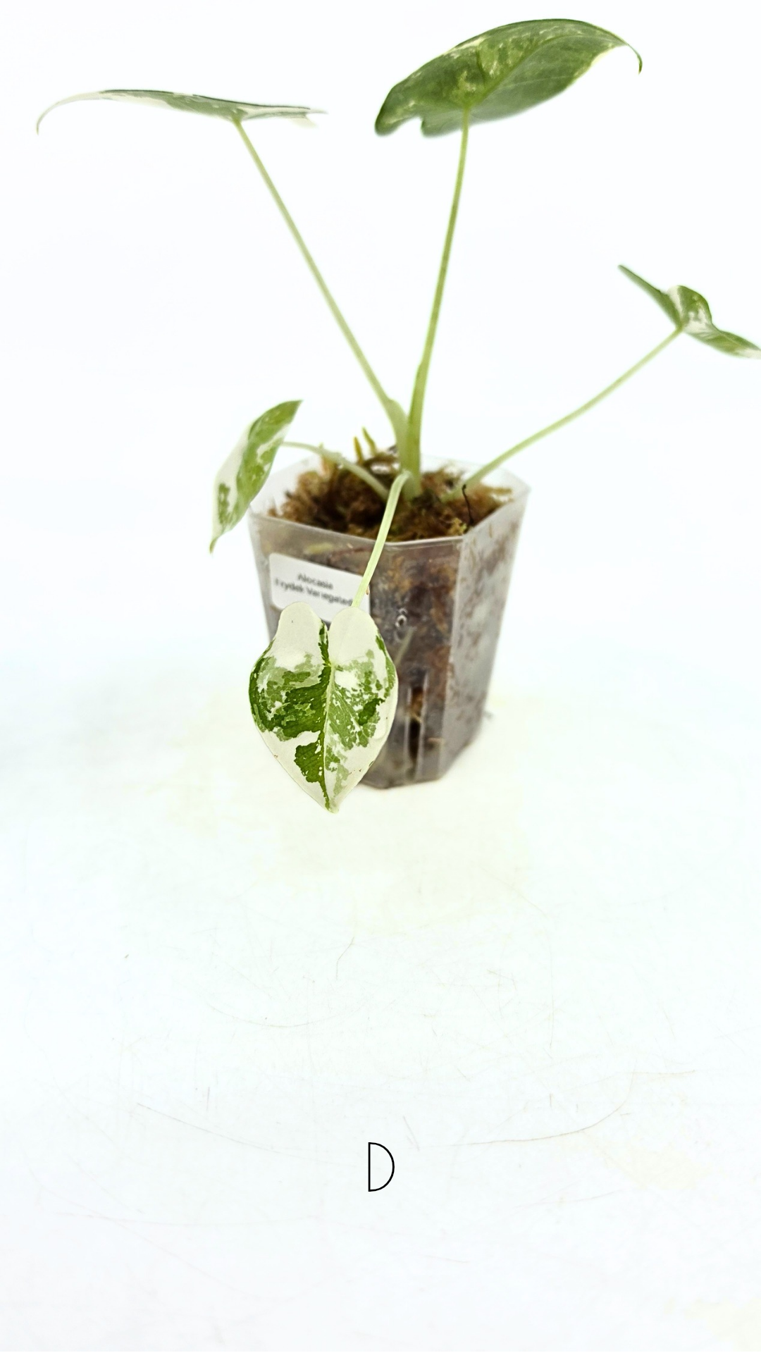 Rare Wax Plant Hoya Clemensiorum available for sale at rare house plant shop The Leaf Gallery in Perth, Western Australia