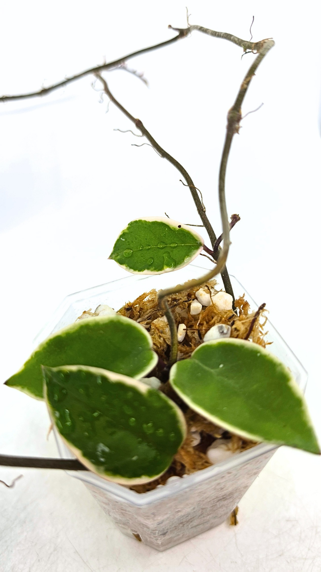 Uncommon indoor plant hoya Carnosa Krimson Queen propagated by and available for sale at rare plant shop The Leaf Gallery in Perth.
