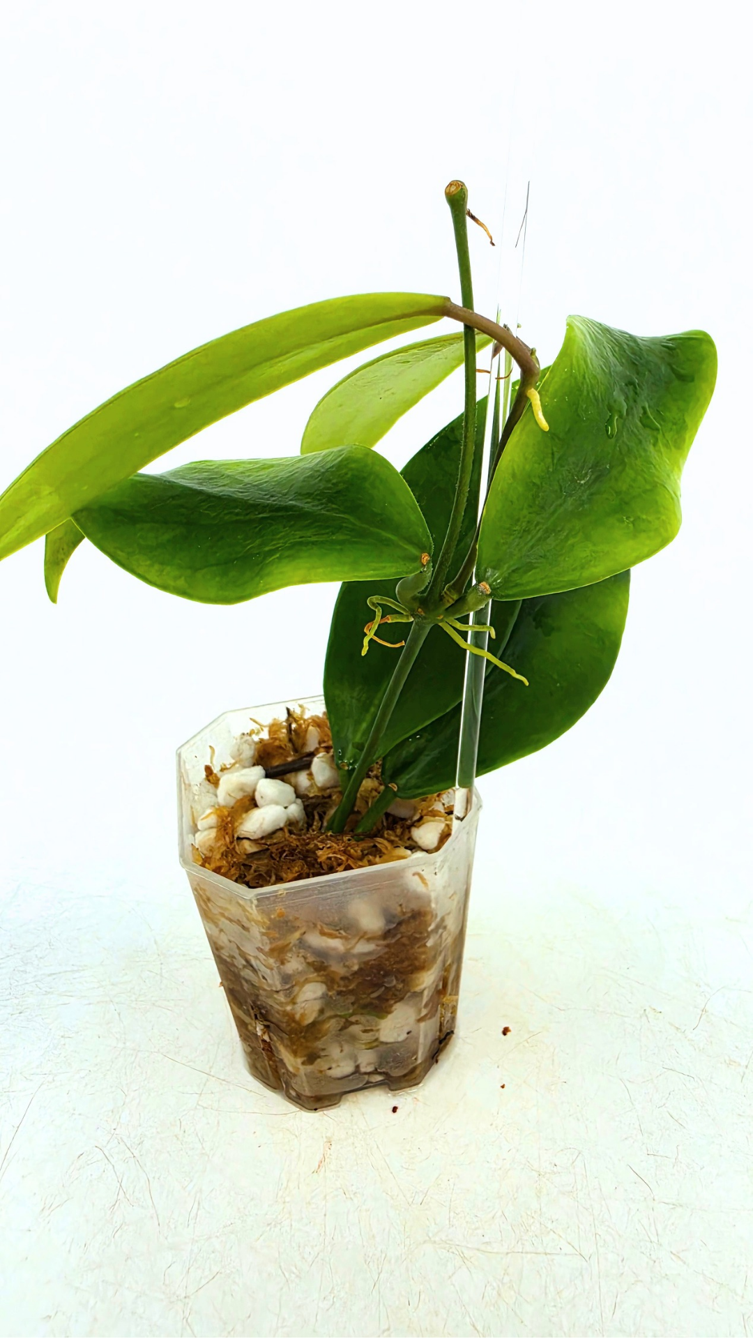 Uncommon waxplant Hoya Flavida Mt Gallego available for sale at rare plant shop The Leaf Gallery in Perth, Western Australia