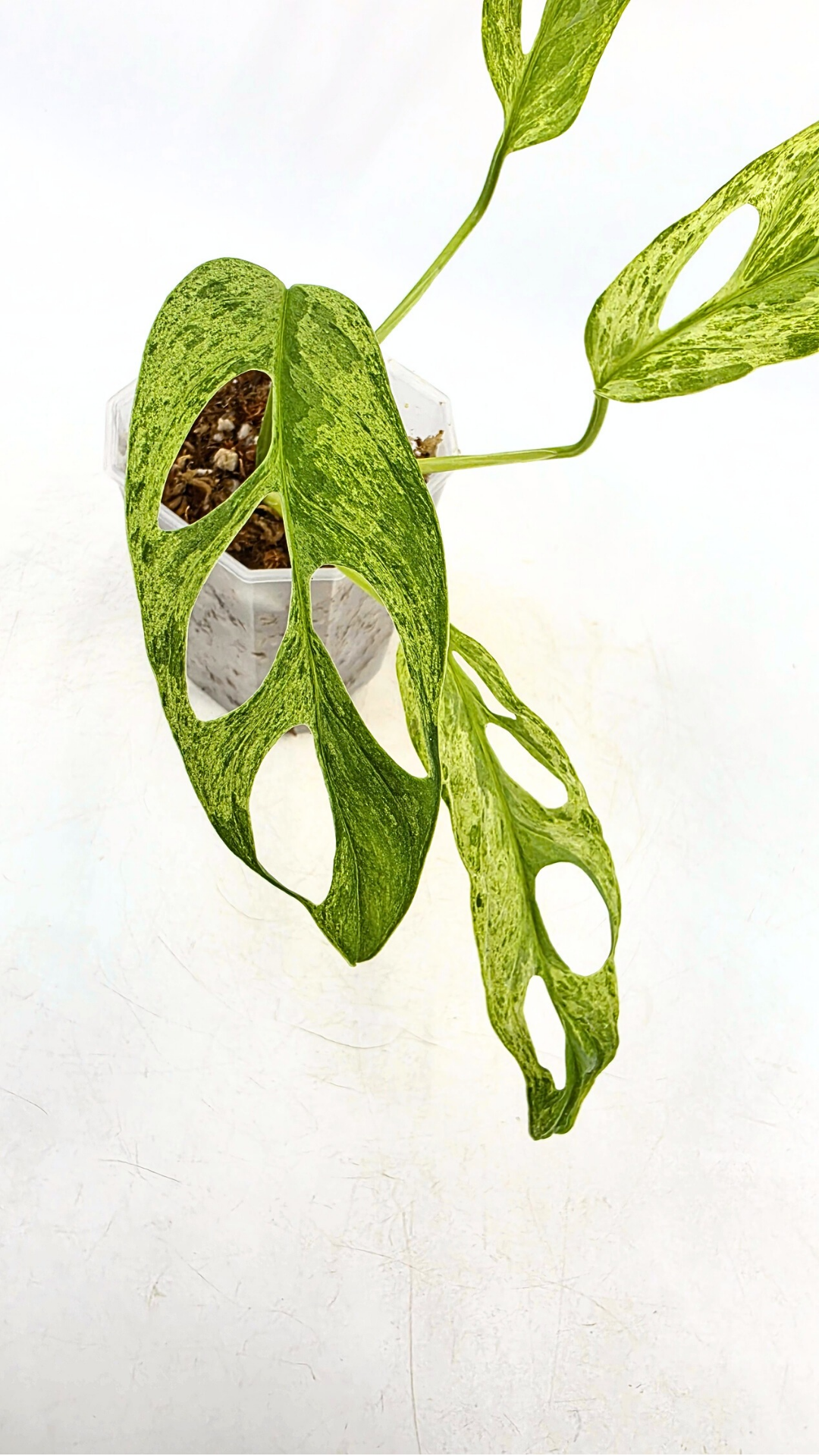 Rare indoor house plant Monstera Adansonii Mottled Mint Varigation available for sale at rare plant shop The Leaf Gallery in Perth, Western Australia