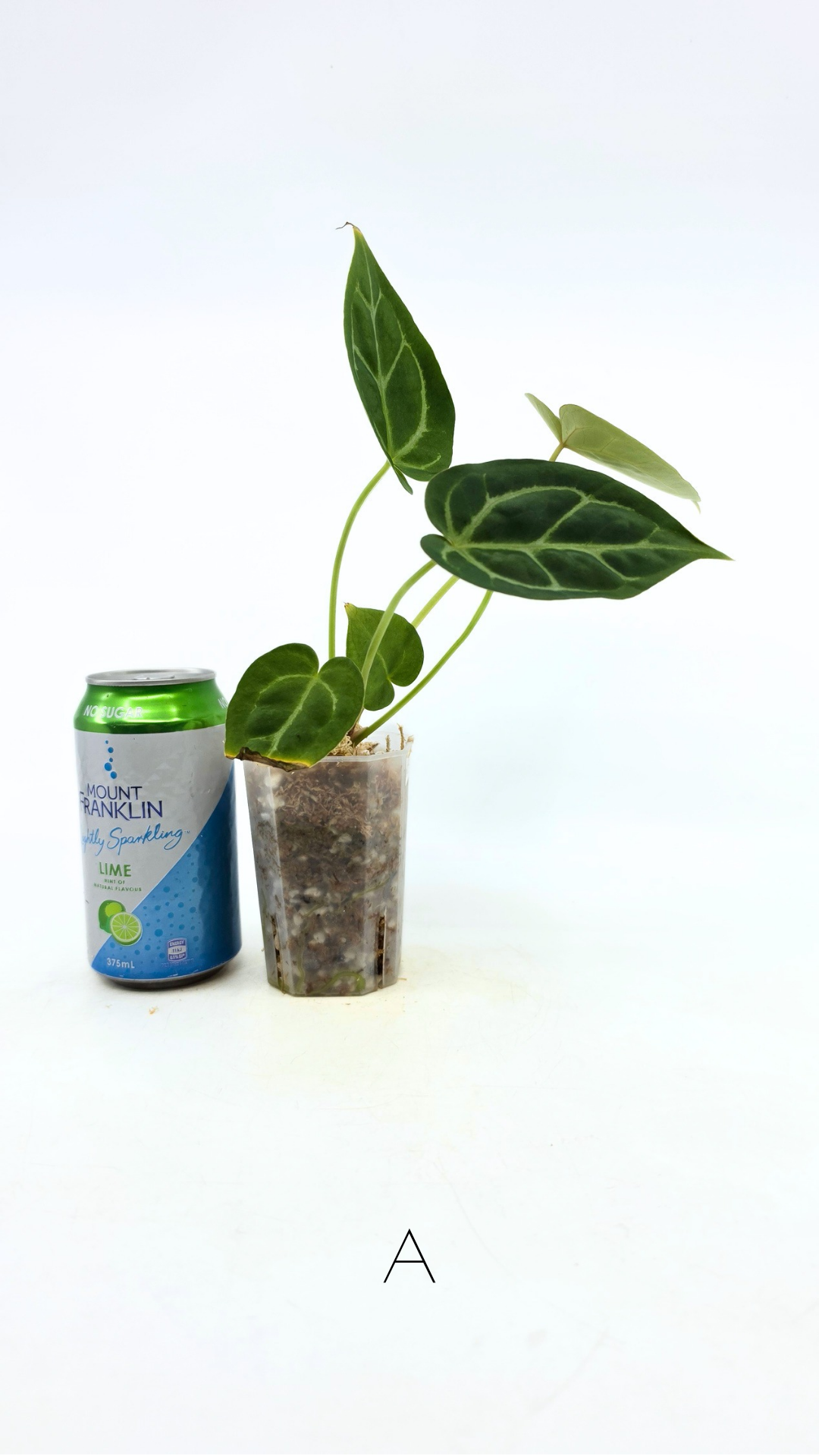 Rare anthurium hybrid Anthurium Dark Forgetii x Bessae Aff X Anthurium Michelle by The Leaf Gallery in Perth, Western Australia