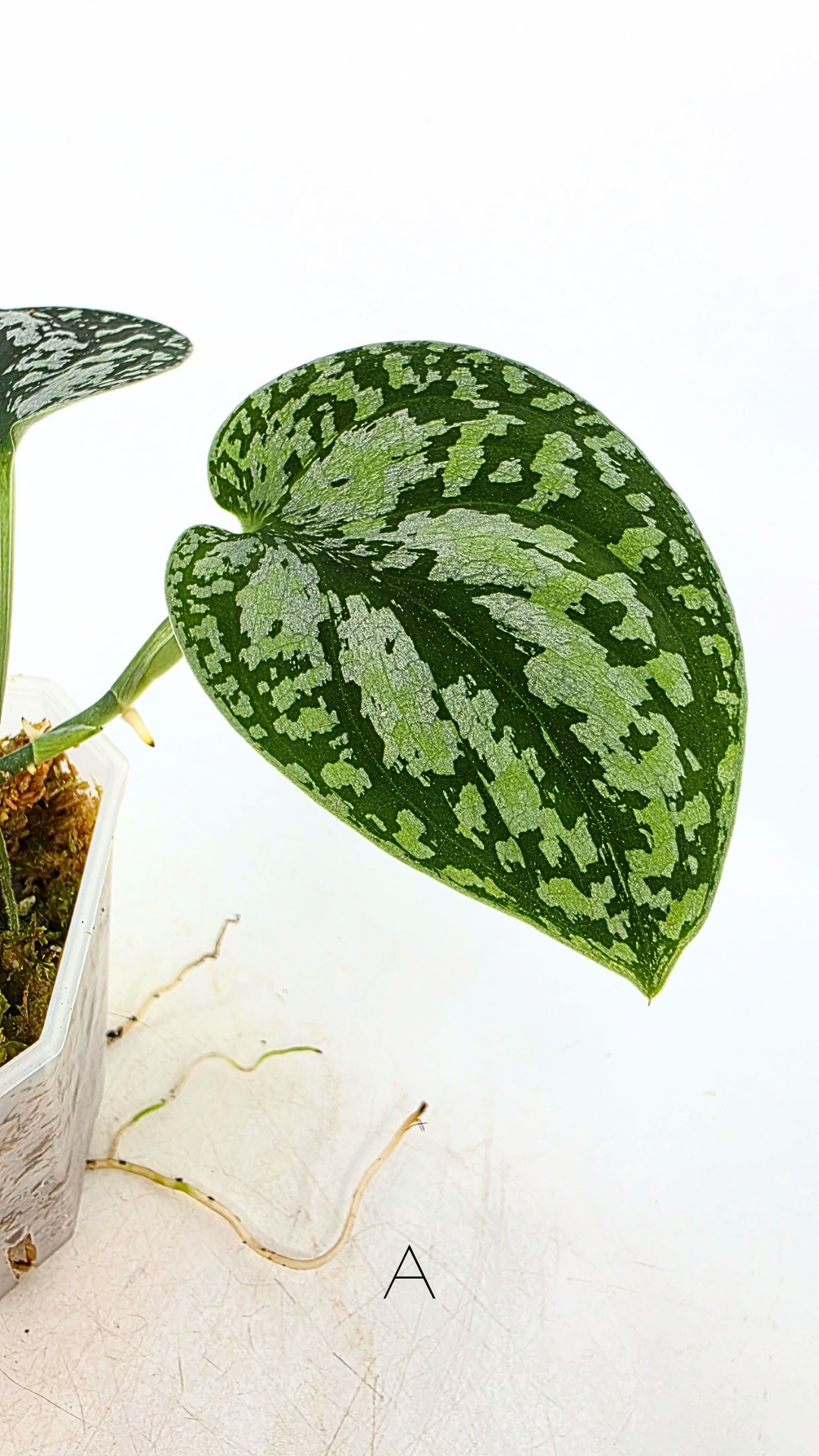 Rare indoor plant Scindapsus Dark Silver Tricolour available for sale at rare house plant shop The Leaf Gallery in Perth, Western Australia