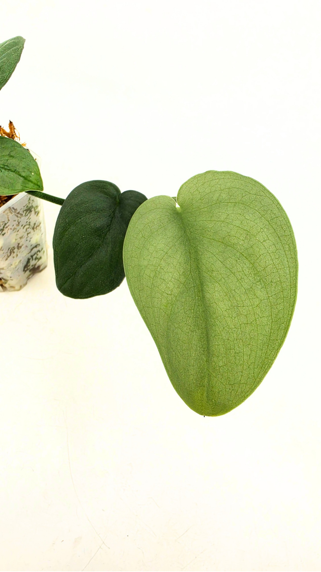 Rare indoor plant Scindapsus Platinum available for sale at rare plant shop The Leaf Gallery in Perth, Western Australia